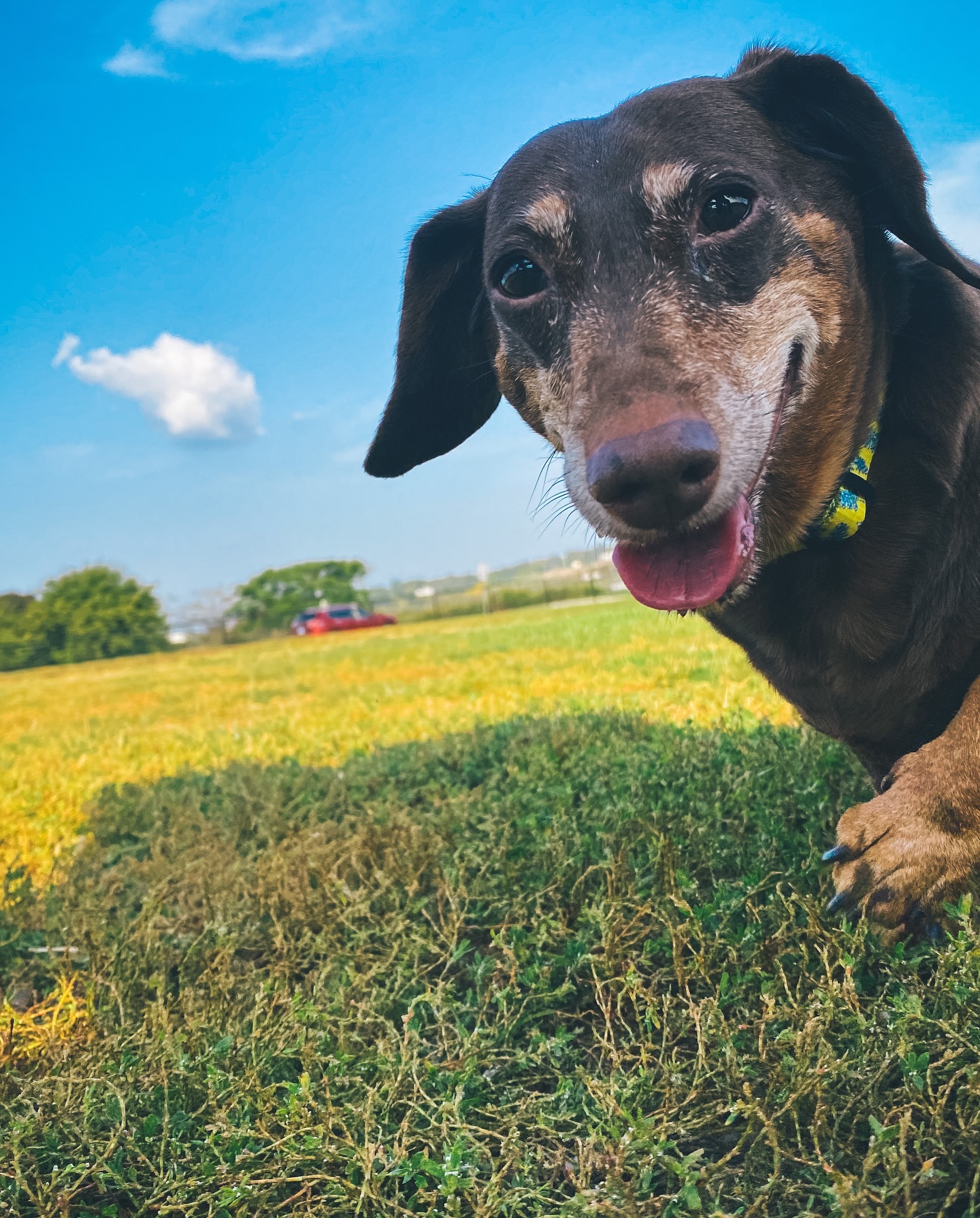 Today we lost one of the best girls I’ve had in my life. I’ve never been judged by nor snuggled by someone who loved to manipulate me so many times for food. Will forever miss my day to day napping partner. Love you Lily.