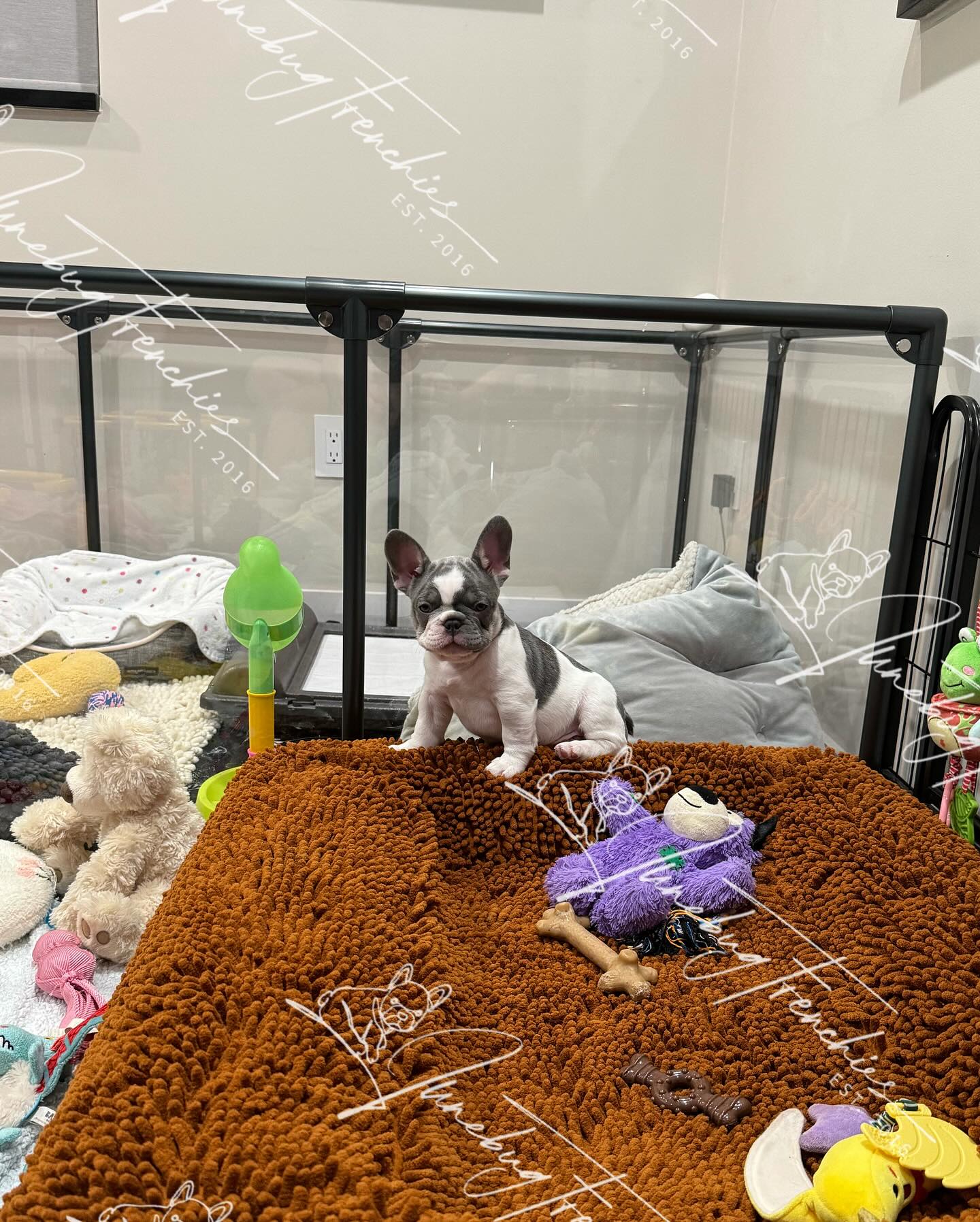 Rigatoni 🩶 this little lilac and tan pied boy is so stinking sweet! 🥰 he absolutely loves attention. If he realizes you’re looking at him, or in my case always trying to take his picture 😄 he runs over so excited to deliver me lots and lots of Frenchie kisses. He is a little lover. 😍 For more information on Rigatoni click on my website link in bio. 
www.junebugfrenchies.com
#Junebugfrenchies #2024ItalyLitter #Rigatoni #frenchie #frenchbulldog #frenchbulldogpuppy #frenchiepuppy #frenchielife #frenchielove #merlefrenchie #lilacandtanpiedfrenchie #chocolatefawnmerlefrenchie  #blueandtanmerlefrenchie #lilacandtanmerlepiedfrenchie #chocolateandtanfrenchbulldog 
#akcfrenchbulldog #akcfrenchie #orlandofrenchies #baldwinparkfl  #winterparkfl #windermerefl