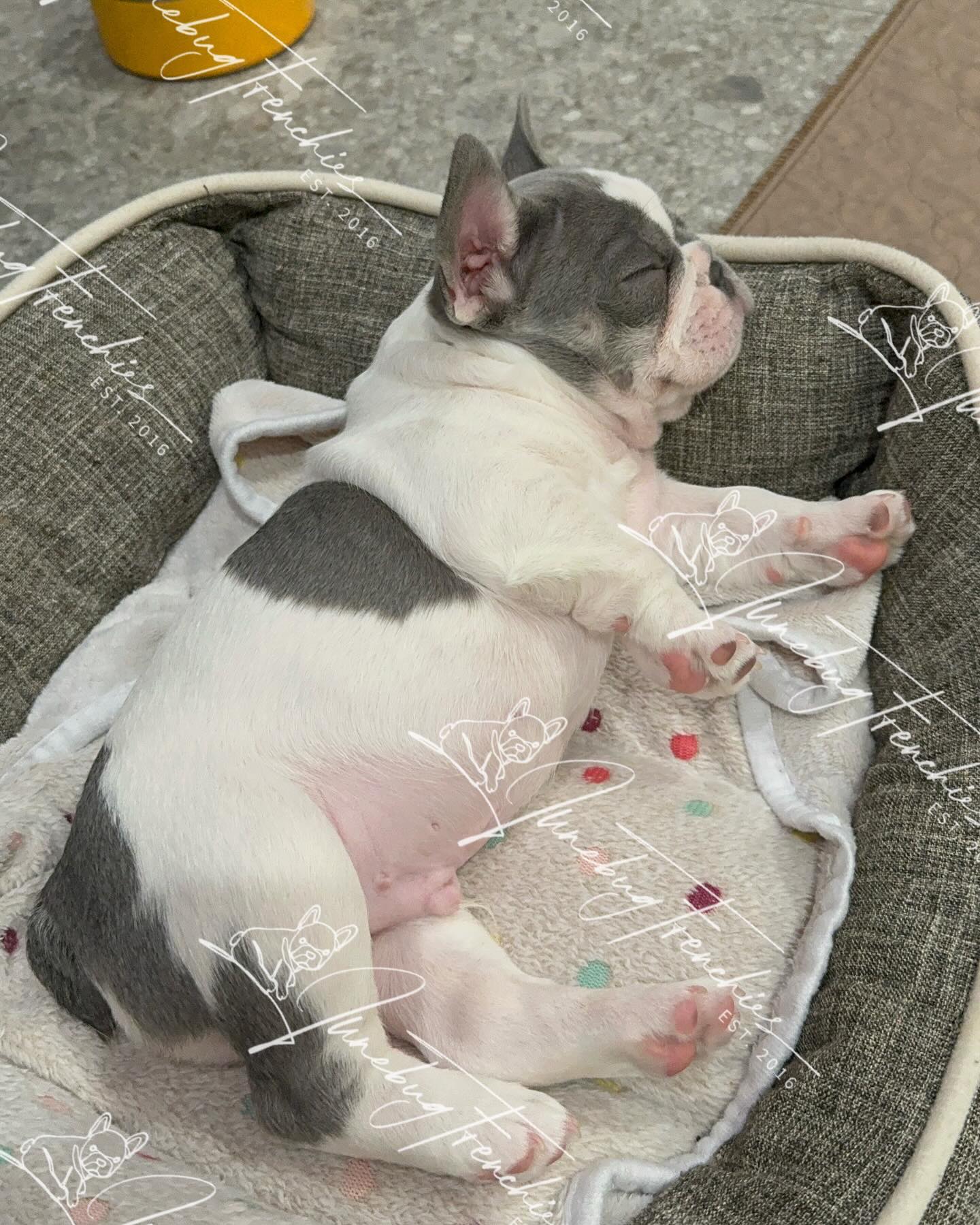 It’s a Rigatoni kind of day! 🩶 More adorable pics of Rigatoni, the last one is a little blurry but too cute not to share anyway 🥰 Oh what a world it is with Rigatoni in it 😍 For more information on Rigatoni, click on link in bio.
www.junebugfrenchies.com
#Junebugfrenchies #2024ItalyLitter #Rigatoni #frenchie #frenchbulldog #frenchbulldogpuppy #frenchiepuppy #frenchielife #frenchielove #merlefrenchie #lilacandtanpiedfrenchie #chocolatefawnmerlefrenchie  #blueandtanmerlefrenchie #ohwhataworld #lilacandtanmerlepiedfrenchie #chocolateandtanfrenchbulldog 
#akcfrenchbulldog #akcfrenchie #orlandofrenchies #baldwinparkfl  #winterparkfl #windermerefl