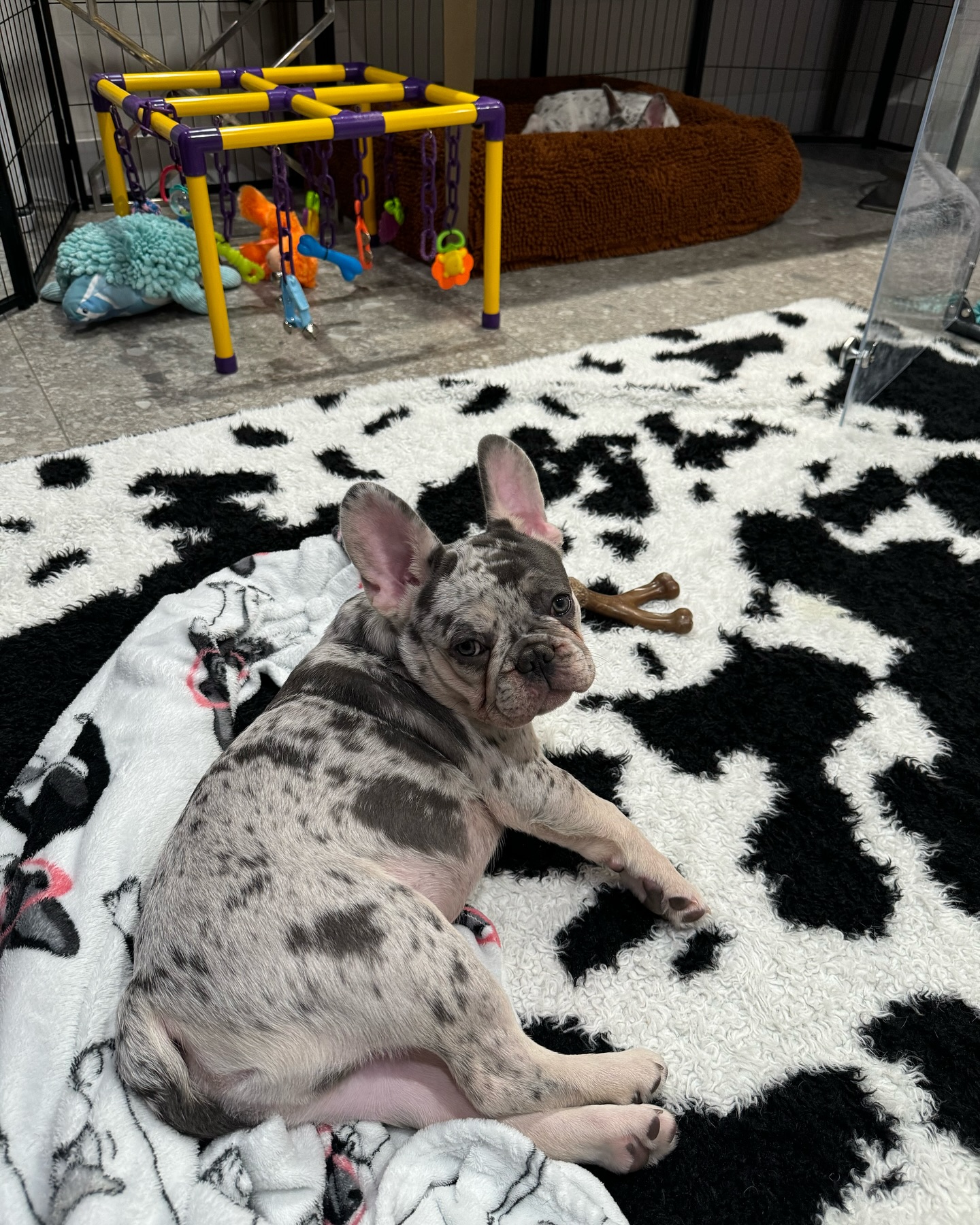 Meatball 🖤 the most handsome blue and tan merle boy. 😍 He sure is named appropriately because he’s a big boy! Meatball is still searching for his forever family.  For more information on Meatball click my link in bio or visit my website. 
www.junebugfrenchies.com
#Junebugfrenchies #2024ItalyLitter #Meatball  #frenchie #frenchbulldog #frenchbulldogpuppy #frenchiepuppy #frenchielife #frenchielove #merlefrenchie #lilacandtanpiedfrenchie #chocolatefawnmerlefrenchie #reputablebreeder  #blueandtanmerlefrenchie #availablepuppies  #lilacandtanmerlepiedfrenchie #chocolateandtanfrenchbulldog 
#akcfrenchbulldog #akcfrenchie #orlandofrenchies #baldwinparkfl  #winterparkfl #windermerefl