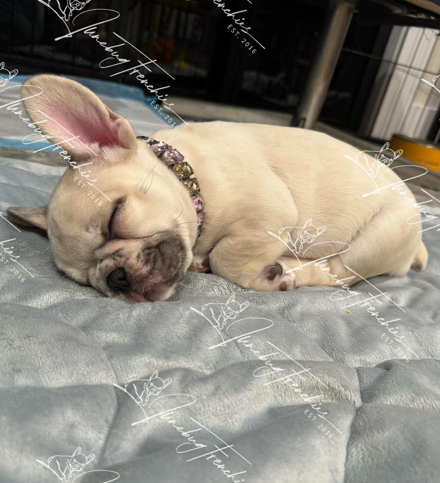 Truffle 🤎 my little Chocolate Fawn Merle, isn’t she lovely? Truffle is the sweetest little girl and she LOVES people 😍 she lights up when anyone enters the room and her cute little tail won’t stop wagging.  She’s a lot of sugar and a little bit of spice and she loves giving Frenchie kisses 🥰  to learn more about Truffle click on my link in bio. 
www.junebugfrenchies.com
#Junebugfrenchies #2024ItalyLitter #Truffle #frenchie #frenchbulldog #frenchbulldogpuppy #frenchiepuppy #frenchielife #frenchielove #merlefrenchie #lilacandtanpiedfrenchie #chocolatefawnmerlefrenchie  #blueandtanmerlefrenchie #lilacandtanmerlepiedfrenchie #chocolateandtanfrenchbulldog 
#akcfrenchbulldog #akcfrenchie #orlandofrenchies #baldwinparkfl  #winterparkfl #windermerefl