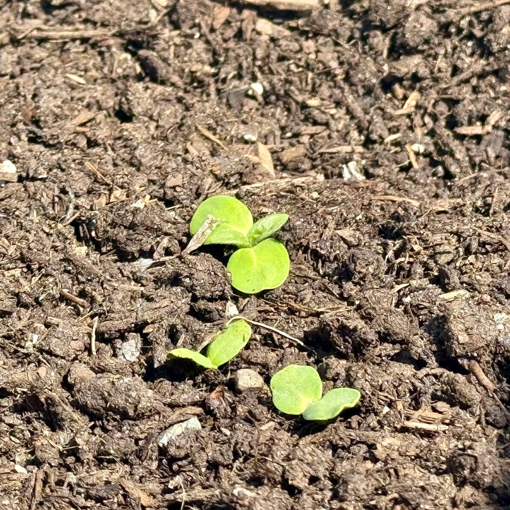 🌻 Hello, sweet volunteer sunflowers
You weren’t planted, but here you are—pushing through the soil like you’ve got a story to tell. I wonder who you’ll grow up to be. 💛
#VolunteerSunflower #GardenSurprise #SunflowerBabies #GrowingJoy #NatureIsMagic #UnexpectedGuests #Writingcommunity #Readingcommunity #WritersLife #WritersGarden