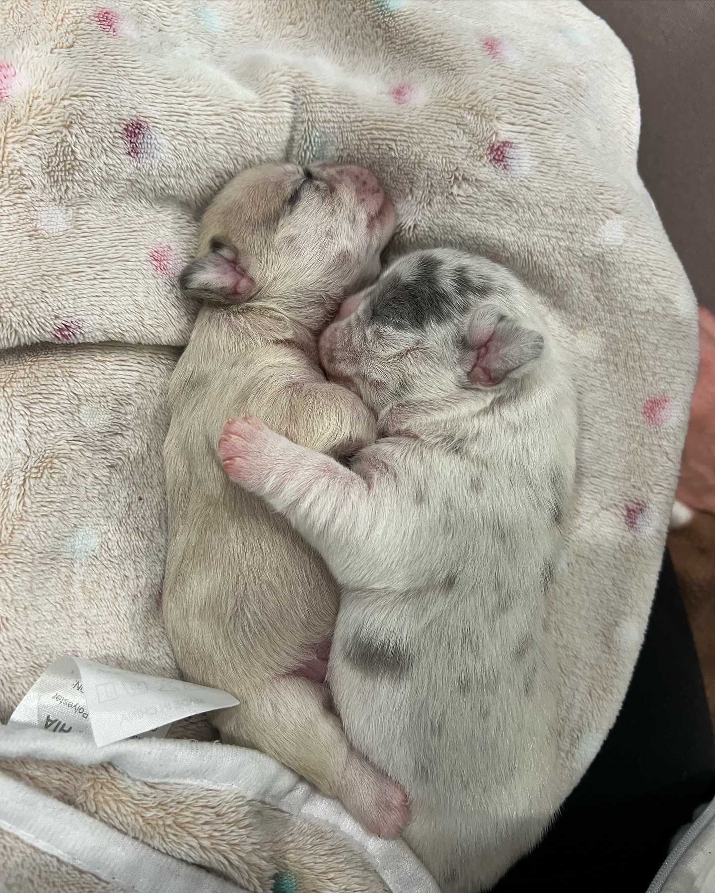 Sister snuggle sesh 💞🥹💞 Truffle and Cannoli are the most precious duo!  I am in love 😍
#Junebugfrenchies #2024ItalyLitter #Truffle #Cannoli  #frenchie #frenchbulldog #frenchbulldogpuppy #frenchiepuppy #frenchielife #frenchielove #merlefrenchie #lilacandtanmerlefrenchie #chocolatefawnmerlefrenchie #blueandtanmerlepiedfrenchie #blueandtanmerlefrenchie #lilacfawnmerlefrenchie #chocolatemerlefrenchie
#akcfrenchbulldog #akcfrenchie #orlandofrenchies #baldwinparkfl  #winterparkfl #windermerefl
