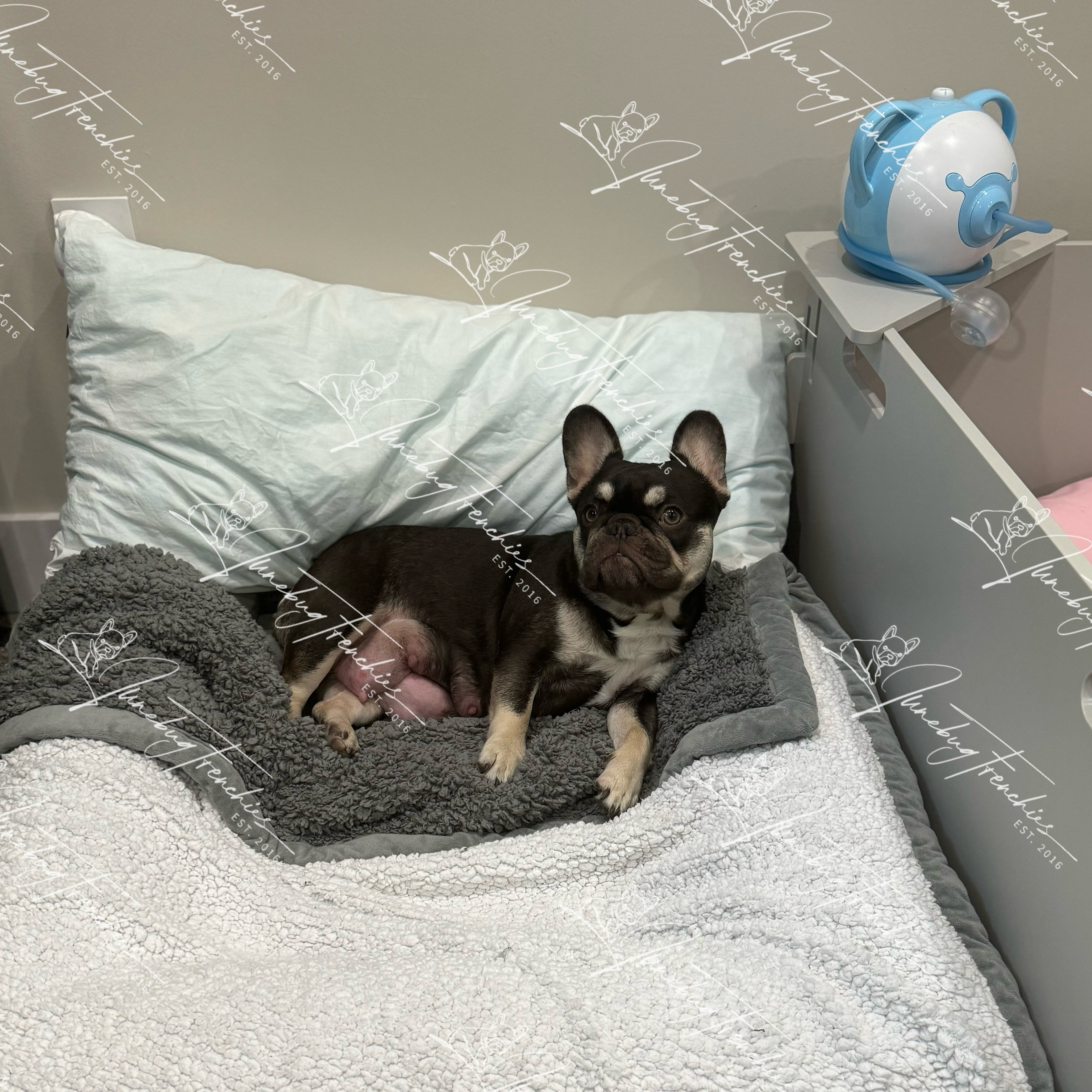 Sienna, aka Sienna Sweets 🥰 the beautiful Mommy to our current litter. Our Mommies are spoiled and pampered. I make sure they know they’re appreciated and loved and have all the accommodations to peacefully whelp their newborn puppies without any stress or worry. Sienna has her own bed next to the whelping box so she can rest between nursings and keep an eye on her babies. She’s doing great as a 1st time Mommy and I couldn’t be happier with our special girl 🤎🤎🤎🤎🤎
 
#Junebugfrenchies #2024ItalyLitter #Sienna #frenchie #frenchbulldog #frenchbulldogpuppy #frenchiepuppy #frenchielife #frenchielove #merlefrenchie #lilacandtanmerlefrenchie #chocolatefawnmerlefrenchie #blueandtanmerlepiedfrenchie #blueandtanmerlefrenchie #lilacfawnmerlefrenchie #chocolatemerlefrenchie
#akcfrenchbulldog #akcfrenchie #orlandofrenchies #baldwinparkfl  #winterparkfl #windermerefl
