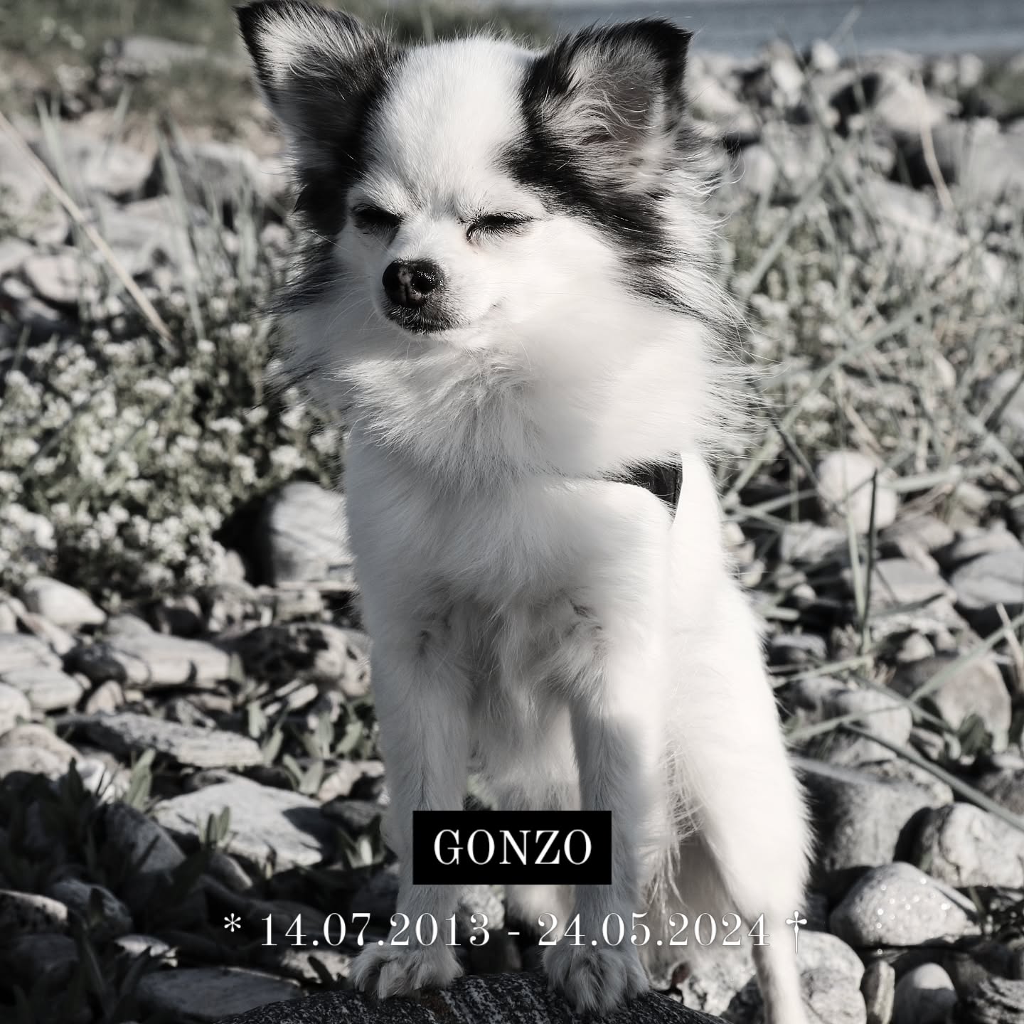 Unser kleiner Gonzo - Sonnenschein, Abenteurer, Frauenheld, Herzensbrecher, Schmusebär und Mittelpunkt unseres Lebens hat den Kampf gegen seine Herzerkrankung nicht geschafft. Er fehlt uns in jeder Sekunde und wir werden die wundervollen Momente, die er uns geschenkt hat nie vergessen. Wir sind so dankbar für die Zeit, die wir mit ihm verbringen durften und konnten. Er war einfach einzigartig und hat unser Leben jeden Tag so sehr bereichert und mit Freude erfüllt. Wir hätten gerne so viel mehr Zeit mit ihm gehabt, für uns kam es viel zu früh und trotz der Erkrankung unerwartet.
Gonzo, du fehlst so sehr und wirst immer ein Teil unseres Herzens und Lebens sein 🤍🩷🤍
Wir sind seit heute wieder für drei Wochen in Schweden und Norwegen unterwegs. Diesmal hierdurch leider mit nicht ganz so viel Euphorie und Freude. Diese vorher geplante Reise nun auch anzutreten ist uns sehr schwer gefallen, aber zu Hause ist es aktuell schwer auszuhalten, weshalb wir hoffen, dass uns die Auszeit den Verlust etwas einfacher macht.
