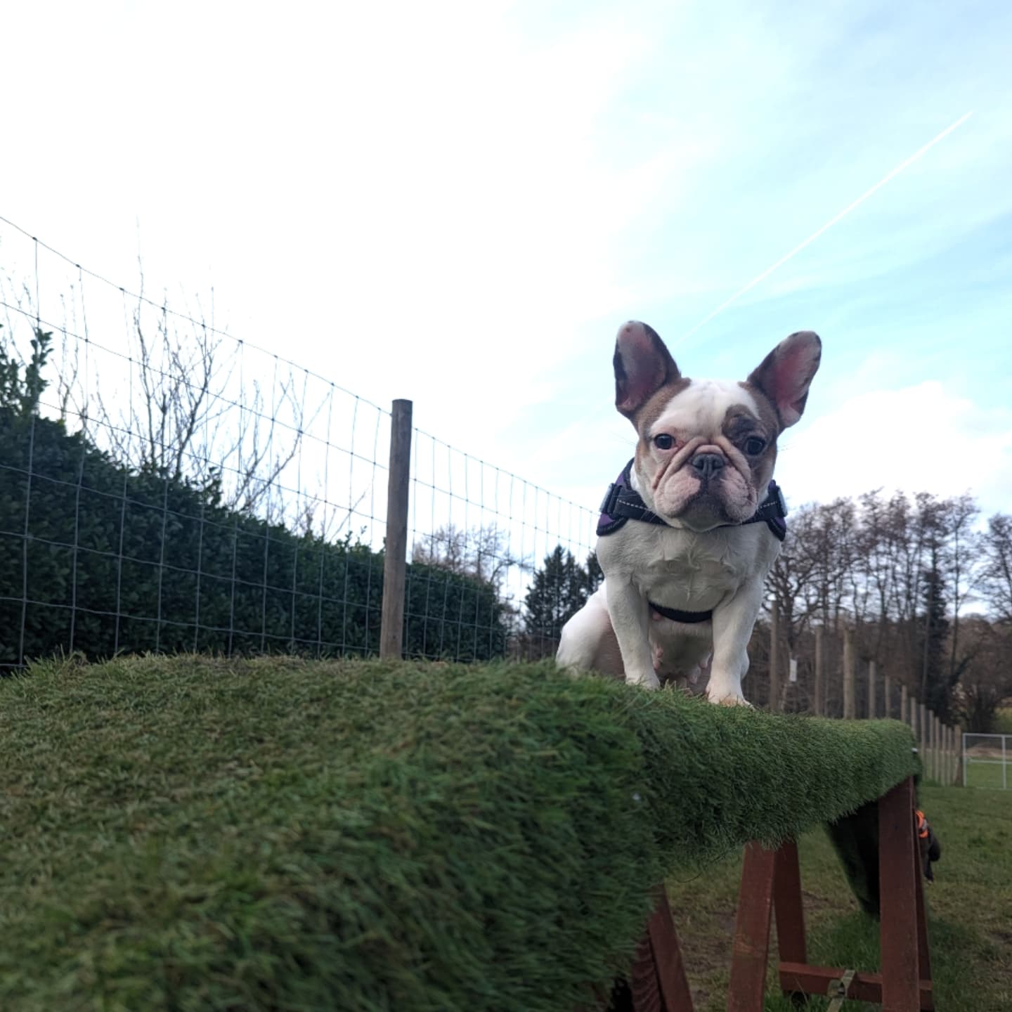 Alas, the football didn't go our way despite a valiant effort. We're hoping that a few more gorgeous pictures from our wonderful photo competition entrants might cheer everyone up this Monday morning...
Meet...
Bella & Bonnie. Bella is a spaghetti loving Boston terrier x Olde Tyme Bulldog. Bonnie is a 6 month old rescued French Bulldog who loves zoomies after eating her tea. (Charlotte)
Lester loves the freedom of being able to run around and chase balls in our enclosures without other dogs. (Tzigany)
Ruby the 9 month old cocker spaniel who loves exploring and having fun in both of our enclosures. (Emma)