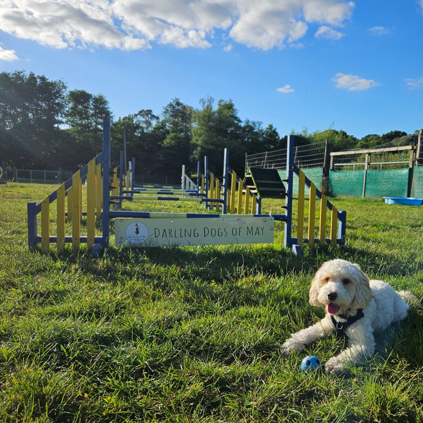 Check out these pups in action! All just complete naturals behind the camera! 🐶🦮🐕🦺📷📸
Meet...
Brinkley the 2 year old cockapoo who loves learning about detecting objects and people by scent. As you can see, he also loves whizzing around our paddock! (Sarah-Jayne)
Skye & Luna. Two Labradors that are best of friends! Skye is obsessed with ball and Luna wants whatever Skye has! (Ashley & Lisa)
Arlo the 2 year old springer who loves the parkour arena, come rain or shine! ☔ (Holly)