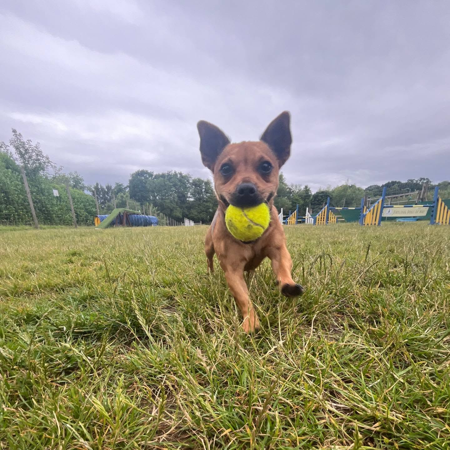 Not long to get your photo entries in! As you can see, the competition is hitting up! 🔥
Meet...
Bonnie! One of the smallest dogs we must have visiting our Paddock! (Cassie)
Cleo who absolutely loves, loves, loves running!
Bella, who, in her owner's words, not ours 😂 is apparently not the brightest spark but a loveable loon! (Vicky)