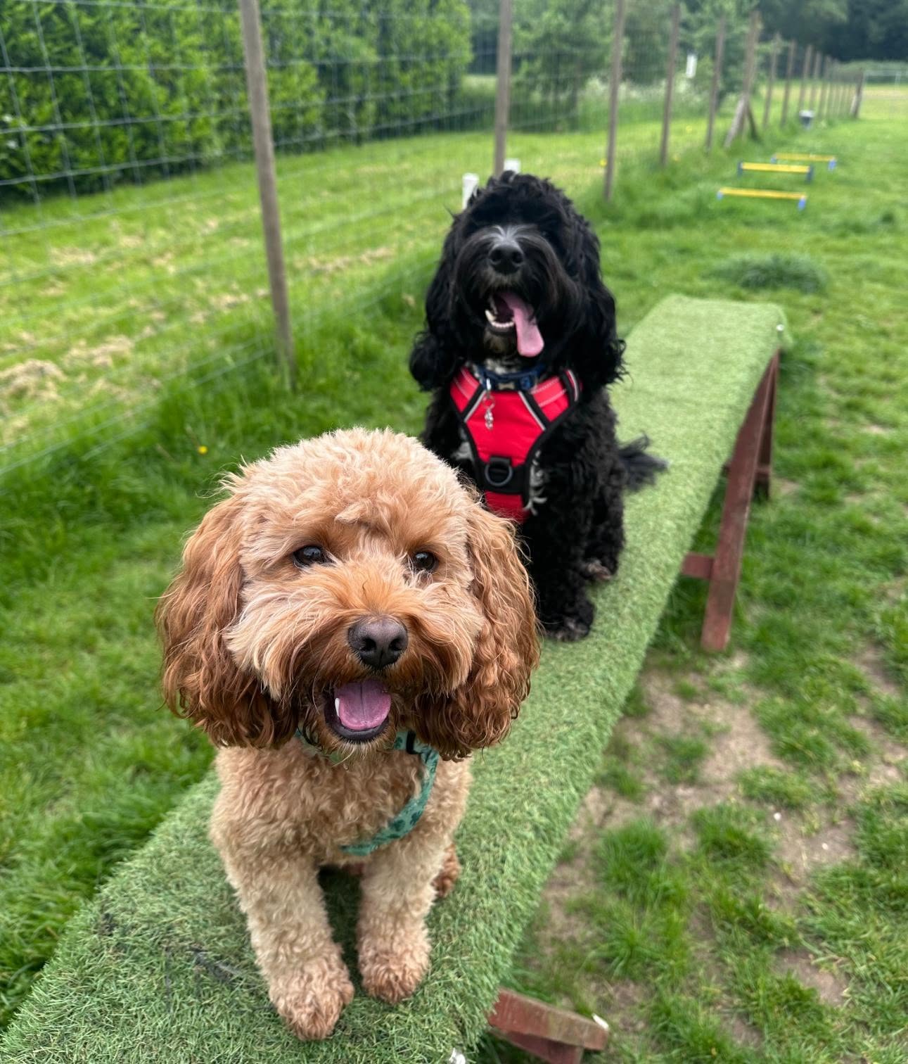 They just keep rolling in! We're absolutely loving all of the gorgeous photos that you've all been submitting! We can't quite believe it but we've had over 75 of our users send in over 200 photos!
You're all making it incredibly difficult for us to choose our finalists! Therefore we're extending the deadline by a couple of days. Submissions will be accepted up until Sunday evening this weekend.
Meet...
Cooper with his friend. This lovely 2 year old cavapoo loves cheese and kisses! (Tamara)
Pippa the rescue dog from @dogstrust_newbury . (Cathy)
Fendi who loves zoomies around with a ball! (Jodie)