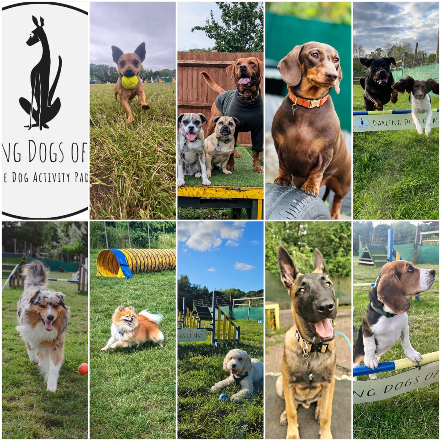 📷🐕🦺CAST YOUR VOTES FOR THE FINALISTS!📸🦮
We had our work cut out because we LOVED all of the pics everyone submitted but we had to pick some finalists eventually! So here they are. Dogs of all ages, shapes and sizes...
Meet...
A) Bonnie
B) Finley, Skyla, Noel, Autumn & Figgy
C) Sybil
D) Duke & Twiglet
E) Rafi
F)Teddy & Tilly
G) Brinkley
H) Otto
I) Rolo
*HOW TO VOTE*
✍🏼 All voting will take place in the comments section of our Insta and Facebook pages. So cast your vote here. Simply write the letter or letters for the pictures you choose. I.e. M & Y. You'll see the letter for each picture in the bottom left.
🦮🐕🦺 Can't decide between your favourites? You can vote for TWO pictures if you'd like. Or one, either way is fine by us.
1️⃣ Once you've picked your favourite(s) you only get to vote on one occasion.
📍Like, share and tag our posts so that friends (that perhaps aren't following us already) can get involved too!
🗓️ Voting closes on the 14th September 2024
🥇🥈🥉 1st, 2nd & 3rd place will be announced on the 15th September 2024
Best of luck everyone!