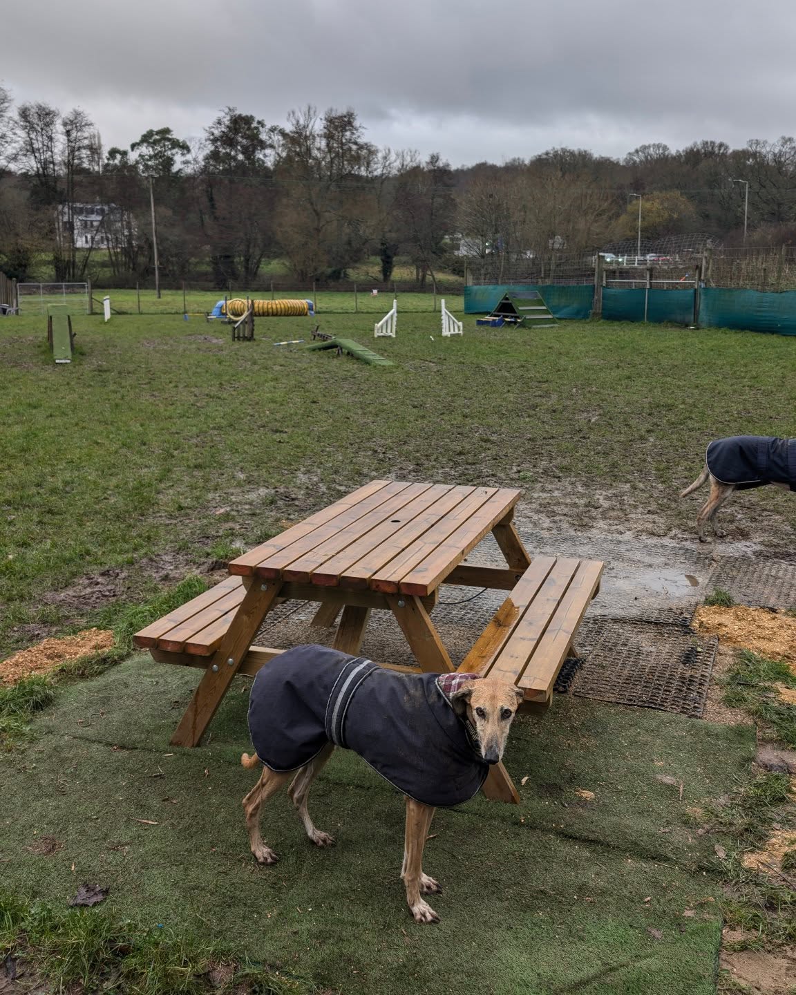 Some of you may have already noticed that our shelter in the Paddock fell victim to the storm. This unfortunately means that for now there isn't anywhere in there to hide away from any nasty weather. We're working on finding a replacement and will update once it's finished.
The Parkour Arena is fine.
Please remember to fasten the gates in place when you leave.
Stay safe!
DD team