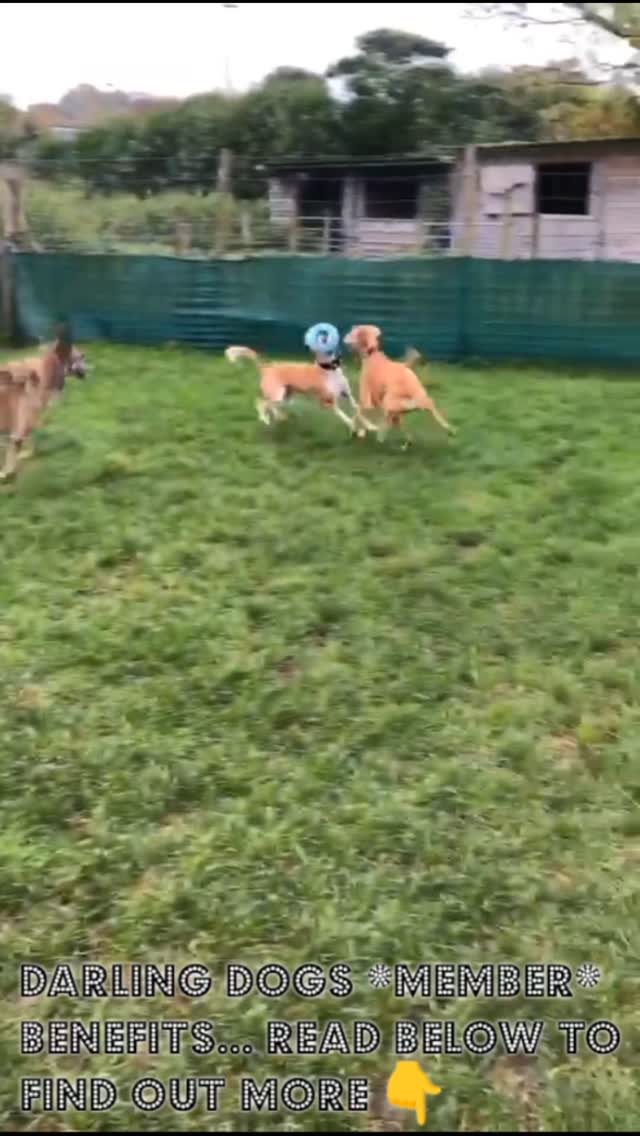 Darling Dogs Members enjoy a number of perks. And it's completely free and easy to sign up.
- Earn Hotdog loyalty points from every booking to get discounts
- Reschedule bookings at your leisure
- Make faster bookings
- Track your bookings easily without having to find email confirmations
Check out the 'Becoming A Member' page on our website for further info.
https://www.darlingdogsofmay.co.uk/becoming-a-member