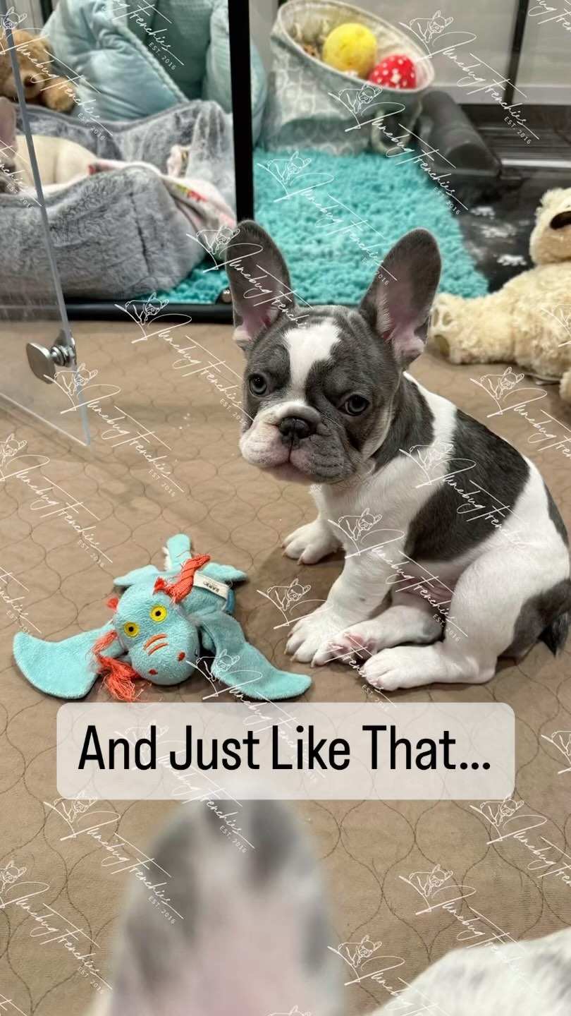 Rigatoni 🩶 our first baby from our Italy litter to leave the nest, I’m not crying! 😭😭😭Yesterday Rigatoni traveled to NY to live with his new family.  I Had Some Help…from his beautiful Mommy and Daddy, Sienna and Romeo, who produced this amazing guy; from his new hooman Dad’s son @smcburnie who helped facilitate and coordinate a smooth adoption process; from @jim_mcburnie for trusting me to adopt your new companion and family member without ever meeting me; and from @cryp_toe_in for being an amazing husband and hand delivering Rigatoni to his new family in New York! 🥰 I couldn’t have done it without everyone’s help, team work makes the dream work!! 🫶🏻 I couldn’t be happier for Rigatoni and his new Dad. I know he is going to be loved and spoiled, and that’s what matters the most me. Welcome to the Junebug Frenchies Family 🩶🩶🩶
Meatball, Truffle and Cannoli are next 👀🏡 For more information on them, got to my website, link in bio.
www.JunebugFrenchies.com
#Junebugfrenchies #2024ItalyLitter #Truffle #Cannoli #Meatball #Rigatoni #frenchie #frenchbulldog #frenchbulldogpuppy #frenchiepuppy #frenchielife #frenchielove #merlefrenchie #lilacandtanpiedfrenchie #chocolatefawnmerlefrenchie  #blueandtanmerlefrenchie #newyorkfrenchies  #lilacandtanmerlepiedfrenchie #chocolateandtanfrenchbulldog 
#akcfrenchbulldog #akcfrenchie #orlandofrenchies #baldwinparkfl  #winterparkfl #windermerefl #ihadsomehelp #teamworkmakesthedreamwork