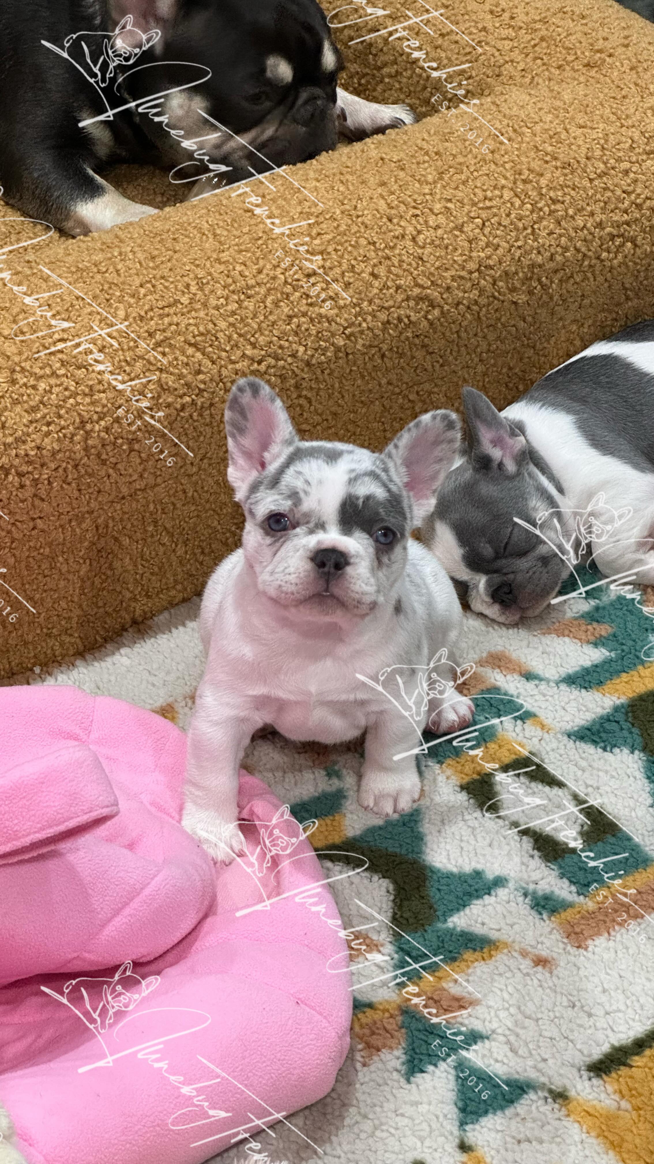 This is 6 weeks! 🥹 My 2024 Italy Litter has my heart 💞These 4 have blessed me so much over the last 6 weeks, spending time with them and watching them grown has been a joy. I wish I could hit pause on life and stay here a little longer. They are beautifully and wonderfully made! 🤎💜🩶🖤
Cannoli, Meatball, and Rigatoni are 👀🏡
💜Cannoli-Lilac & Tan Merle Pied
🖤Meatball- Blue & Tan Merle 
🩶Rigatoni-Lilac & Tan Pied
#Junebugfrenchies #2024ItalyLitter #Truffle #Cannoli #Meatball #Rigatoni #frenchie #frenchbulldog #frenchbulldogpuppy #frenchiepuppy #frenchielife #frenchielove #merlefrenchie #lilacandtanpiedfrenchie #chocolatefawnmerlefrenchie #beautifullymade #blueandtanmerlefrenchie #wonderfullymade  #lilacandtanmerlepiedfrenchie #chocolateandtanfrenchbulldog 
#akcfrenchbulldog #akcfrenchie #orlandofrenchies #baldwinparkfl  #winterparkfl #windermerefl