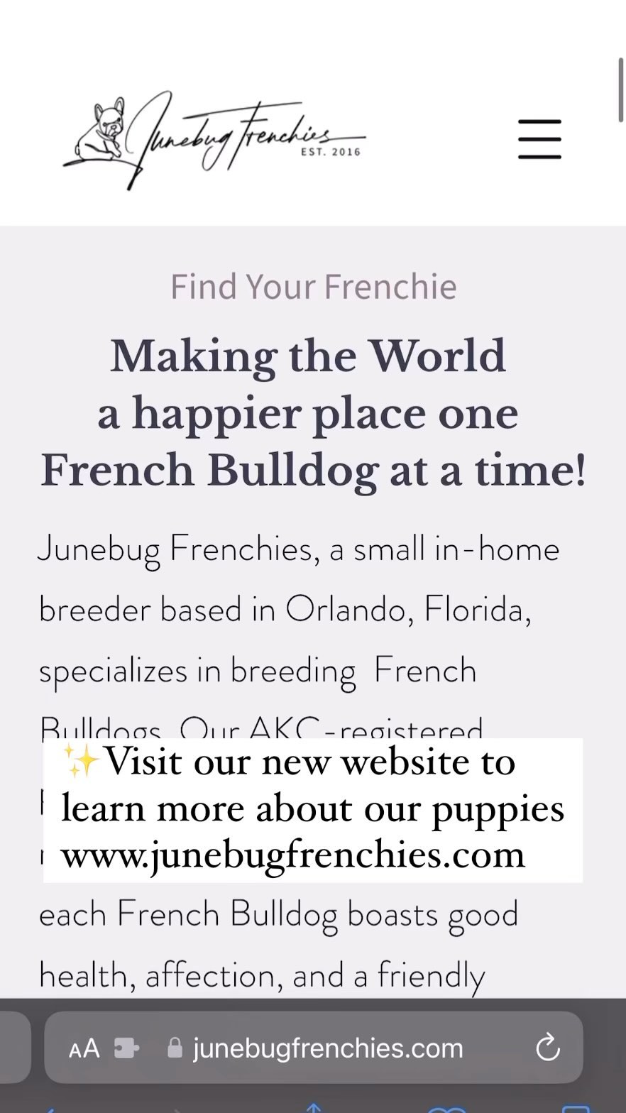 Junebug Frenchies officially has a website! 🤩 I’m so happy to share this special part of my life with you. The website was long overdue, but I’m glad I’m able to say I finally have one. It’s a work in progress, I’m still putting together a few more pages, but the important information about the puppies and their parents is out there and available. There’s also information on my breeding principles as a responsible reputable breeder and a brief history on where my passion for breeding French Bulldogs began. 🥰 
#Junebugfrenchies #2024ItalyLitter #Truffle #Cannoli #Meatball #Rigatoni #frenchie #frenchbulldog #frenchbulldogpuppy #frenchiepuppy #frenchielife #frenchielove #merlefrenchie #lilacandtanpiedfrenchie #chocolatefawnmerlefrenchie  #blueandtanmerlefrenchie #lilacandtanmerlepiedfrenchie #chocolateandtanfrenchbulldog 
#akcfrenchbulldog #akcfrenchie #orlandofrenchies #baldwinparkfl  #winterparkfl #windermerefl #newwebsite #websitelive
