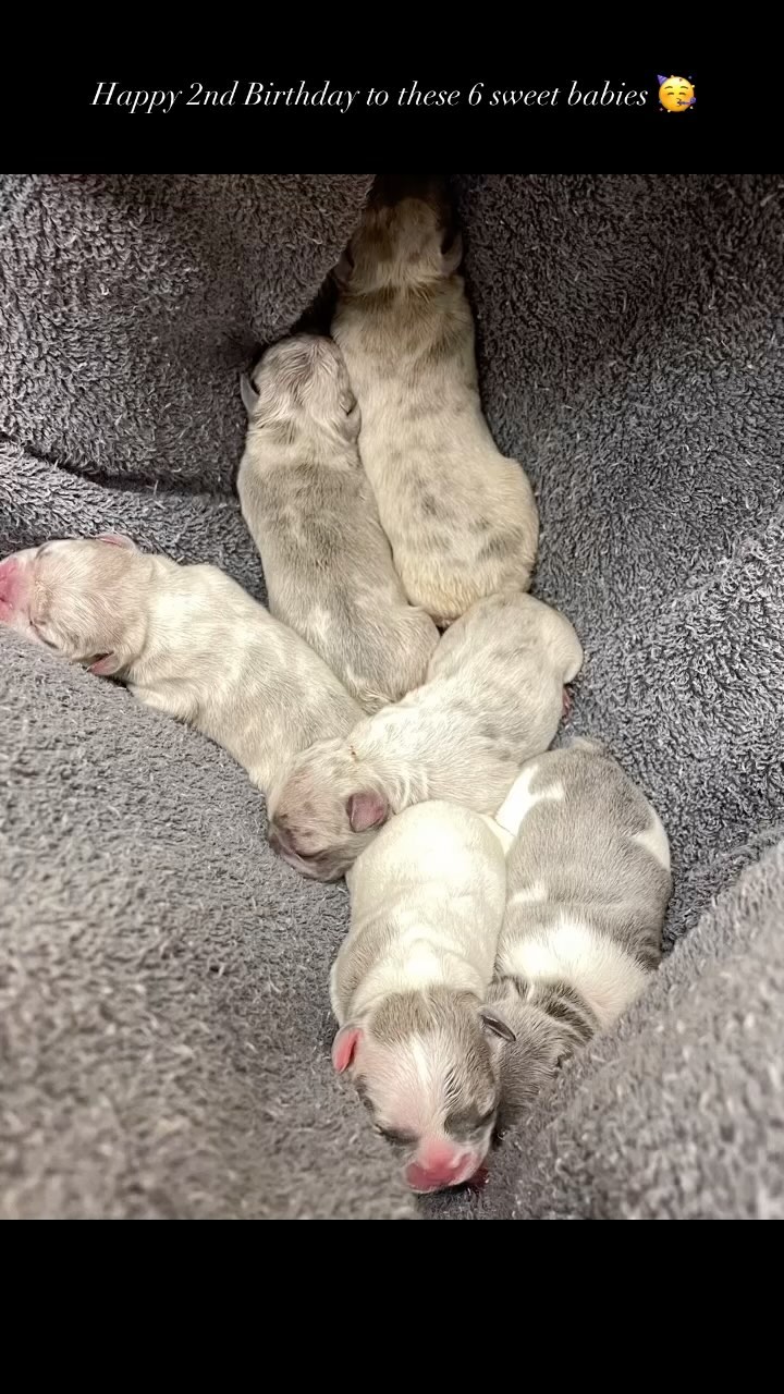 Happy 2nd Birthday to Winter and Romeo’s 1st litter.  They knocked it out of the park with this litter. God blessed us with 6 perfectly healthy puppies and I was lucky not to have any issues or complications with these guys.  I couldn’t have asked for an easier litter to whelp with these guys. It was a joy and an honor raising them and Winter was an excellent momma for her first time. Very proud of this litter and these babies all hold a special place in my heart. I love all of you forever! 🫶🏻💞
#junebugfrenchies #frenchies #frenchbulldogs #frenchielife #frenchielove