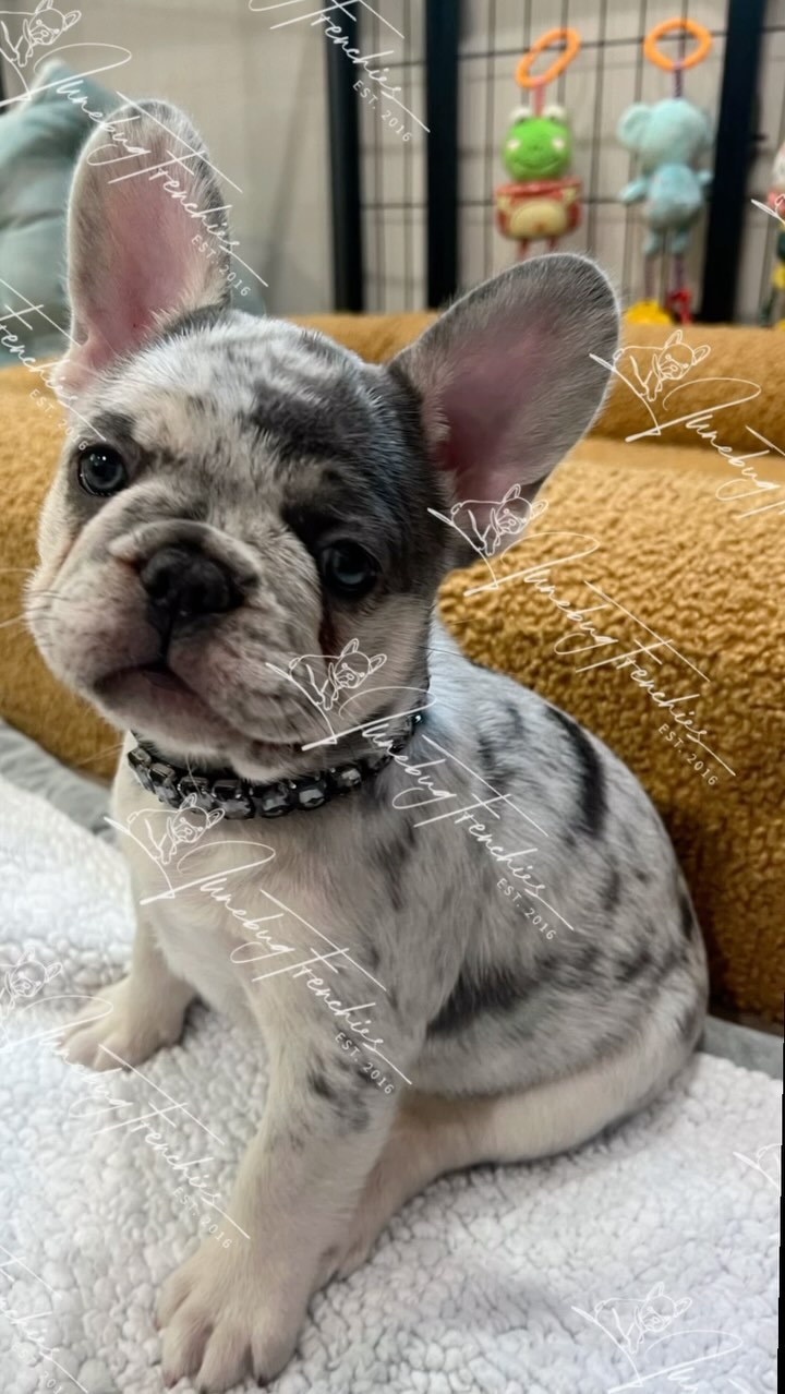 Meatball 🖤 the Frenchie boy of your dreams 😍 Meatball is so handsome and he has the sweetest disposition. He is gentle, and always seeking attention and affection. He has the kind of eyes that stare deep  into your soul and you just know he will be the most loyal companion. He’s my big teddy bear, such a love bug, very smart and an excellent listener! 🙌🏻 You can’t go wrong with this sweet boy.🥹 Meatball is 👀🏡 For more information on Meatball, click on the link in bio.
www.JunebugFrenchies.com
 #Junebugfrenchies #2024ItalyLitter #Meatball #frenchie #frenchbulldog #frenchbulldogpuppy #frenchiepuppy #frenchielife #frenchielove #merlefrenchie #lilacandtanpiedfrenchie #chocolatefawnmerlefrenchie  #blueandtanmerlefrenchie #lilacandtanmerlepiedfrenchie #chocolateandtanfrenchbulldog 
#akcfrenchbulldog #akcfrenchie #orlandofrenchies #baldwinparkfl  #winterparkfl #windermerefl