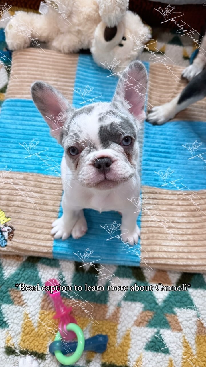 Cannoli 💜 my unicorn 🦄 Cannoli is my beautiful, unique, perfect little Lilac & Tan merle pied princess. When I started breeding in 2016 a goal of mine was to one day have a lilac French bulldog with great health, structure and excellent bloodlines. This was my first litter with lilacs and Cannoli is a dream come true for me. I know all breeders have different dreams and goals, and that’s ok because we’re all on different paths and journeys. Comparison is the thief of joy…and I won’t compare the path I’m on to anyone else. For me, Cannoli is everything I’ve wanted.  Let’s be honest, I fell in love with all the puppies in this litter, they’re all completely different and perfect in their own unique way in looks and in personalities…but if i was able to keep a puppy from this litter Cannoli would be my keeper. 😭 I’ve waited so long for a puppy like her, and in a perfect world I would be able to have as many frenchies as I wanted…but luckily for my husband I live in reality 🤪 Cannoli has beautiful lilac merle markings in her pied spots, which cover most of her body, more pied than white, and she has those mesmerizing light blue eyes that will STAY blue, which is a feature I’ve always wanted in one of my frenchies 😍 Another bonus that makes Cannoli unique and rare is that she carries the L4 long hair gene (this is something that only matters to other breeders) which she inherited from her Grandfather Thomas Cook. 🥰 I haven’t been too far from paradise spending the last few months with Cannoli, my dream come true. I can’t wait to find out whose life is blessed with this special girl. For more information on Cannoli, click my link in bio. 
www.JunebugFrenchies.com
#Junebugfrenchies #2024ItalyLitter #Cannoli  #frenchie #frenchbulldog #frenchbulldogpuppy #frenchiepuppy #frenchielife #frenchielove #merlefrenchie #lilacandtanpiedfrenchie #chocolatefawnmerlefrenchie  #blueandtanmerlefrenchie #uniquefrenchbulldogs #rarefrenchies #lilacandtanmerlepiedfrenchie #chocolateandtanfrenchbulldog 
#akcfrenchbulldog #akcfrenchie #orlandofrenchies #baldwinparkfl  #winterparkfl #windermerefl #neverfarfromparadise