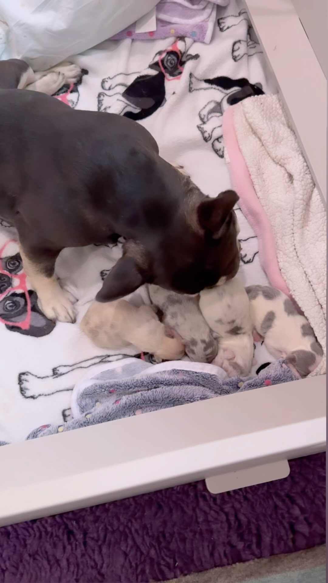 Sienna and Romeo welcomed 4 puppies into the world on Monday! They had 2 girls and 2 boys 🥰 Sienna recovered beautifully and the puppies are growing like champs 🎉🎉🎉
Last year I took a break from breeding which allowed us the chance to do some traveling. Joe and I traveled to Europe for the first time and one of our favorite Countries visited was Italy, which is the inspiration for the theme of this litter 😍🇮🇹🍝🍷🍦☕️🍕
Truffle - Chocolate Fawn Merle Girl 🤎
Cannoli - Lilac & Tan Merle Girl 💜
Meatball - Blue & Tan Merle Boy 🖤
Rigatoni - Blue & Tan Merle Pied Boy 🩶 
*Colors to be confirmed through dna testing*
#Junebugfrenchies #2024ItalianLitter #frenchie #frenchbulldog #merlefrenchie #lilacandtanmerlefrenchie #chocolatefawnmerlefrenchie #blueandtanmerlepiedfrenchie #blueandtanmerlefrenchie #lilacfawnmerlefrenchie #chocolatemerlefrenchie #frenchbulldogpuppy
#frenchielife #frenchielove #akcfrenchbulldog #akcfrenchie #orlandofrenchies #baldwinparkfl  #winterparkfl #windermerefl