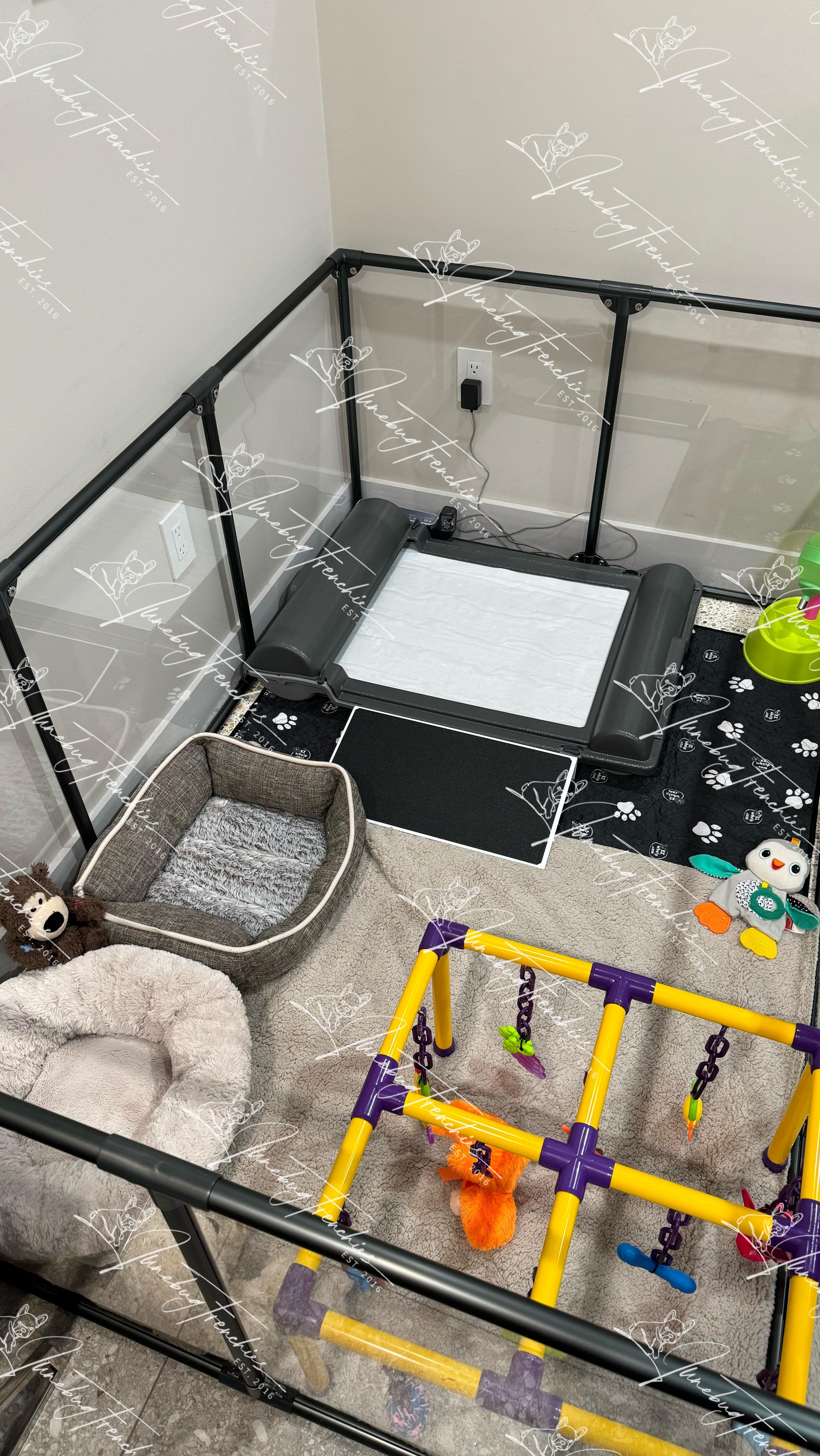 This was my first experience using the @brilliantpad with any of my litters. In the past I used artificial turf pads, which worked great, but it wasn’t fun washing/cleaning them 2-3 times a day 💩😷 It took a while to get the puppies used to going on the brilliant pad, and I’m still working with them and training them every day, but it’s been so nice waking up in the morning and not having a disaster to clean up AND not having to physically clean off pee and poop from the turf pads. I have the Brilliant Pad smart app set up on my phone so I get notifications if any of the puppies have entered the pad and I will also get a notification if they have gone potty and it will tell me which one it is. 😃 I also have the auto advance set up to roll away any waste and dispose of it right away 👋👋👋 
#Junebugfrenchies #2024ItalyLitter #Truffle #Cannoli #Meatball #Rigatoni #frenchie #frenchbulldog #frenchbulldogpuppy #frenchiepuppy #frenchielife #frenchielove #merlefrenchie #lilacandtanpiedfrenchie #chocolatefawnmerlefrenchie  #blueandtanmerlefrenchie #lilacandtanmerlepiedfrenchie #chocolateandtanfrenchbulldog 
#akcfrenchbulldog #akcfrenchie #orlandofrenchies #baldwinparkfl  #winterparkfl #windermerefl #brilliantbreeder #brilliantpad #pottytraining #puppylife #whelping