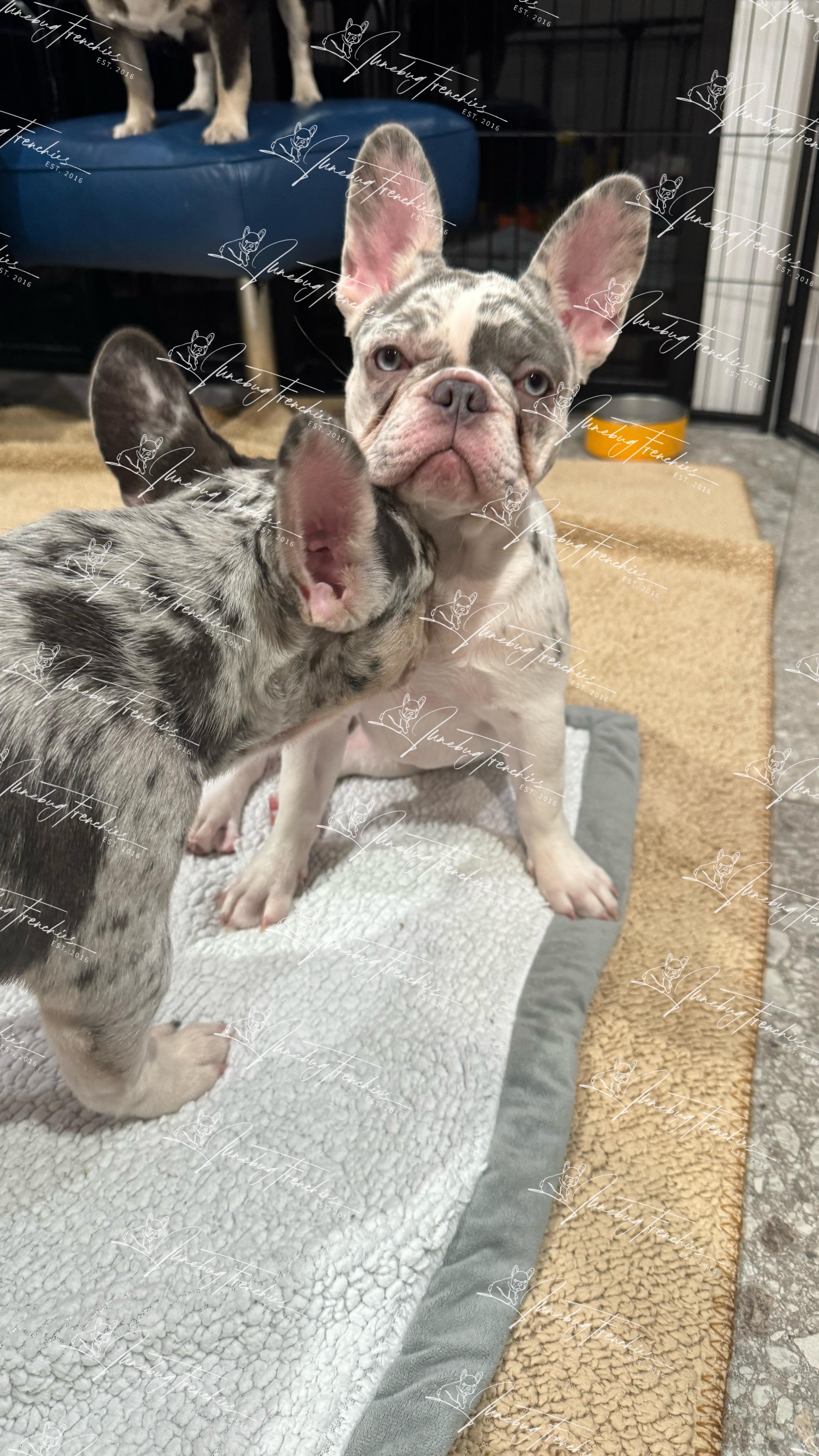 Last week Cannoli & Meatball went to their forever homes. 🥹 I couldn’t be more happy for both of them and their new families because I know how special Cannoli and Meatball are and knew their new families would have to be very special too, I wouldn’t settle for anything less. I prayed for a long time that God would help me find those people, and I know from the bottom of my heart they are with their perfect families.🥰 Cannoli is now known as Cannoli Rose, Rose for short 😍 she has a  brother Gus who she loves playing with, they are the same age and already best buds, and her new Mommy and Daddy are already spoiling her like the little princes she is. She is living her BEST life being loved beyond measure which is exactly what I wanted for her. 💜 Meatball has gone to live with his new Dad, who is one of my past puppy families, and his half brother Gizmo (formally know as Visy) Meatball and Gizmo are brothers becoming best friends. ☺️ My heart couldn’t be happier that 2 of my puppies get to grow up with each other. I know Meatball will be living his best life going on fun adventures with his amazing Dad and Gizmo.🖤
It’s taken me some time to post, this last goodbye to my babies has been more emotional than I ever expected. I’ve done it so many times before but this time was different. I think I’m still in shock I let the Frenchie of my dreams go, my unicorn, my one in a million frenchie of my lifetime 😭 Cannoli was the French Bulldog I always dreamt of having one day, so it was an honor to spend the first 4 1/2 months of her life with her watching her grow. Meatball was the happiest puppy I’ve ever had and such a blessing to be around, he’s really been the joy that I needed during the last few months, always putting a smile on my my face and making me laugh. I definitely created a bond with Meatball & Cannoli. It’s safe to say I gave their new families a little piece of my heart. Love you forever Meatball and Cannoli Rose 🖤💜
#Junebugfrenchies #2024ItalyLitter  #Cannoli #Meatball #frenchie #frenchbulldog #frenchbulldogpuppy #frenchiepuppy #frenchielife #frenchielove