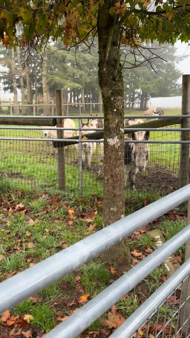 The animals are (mostly) where they belong again! Come say hi to your favorites — they’re ready for ya! 💚