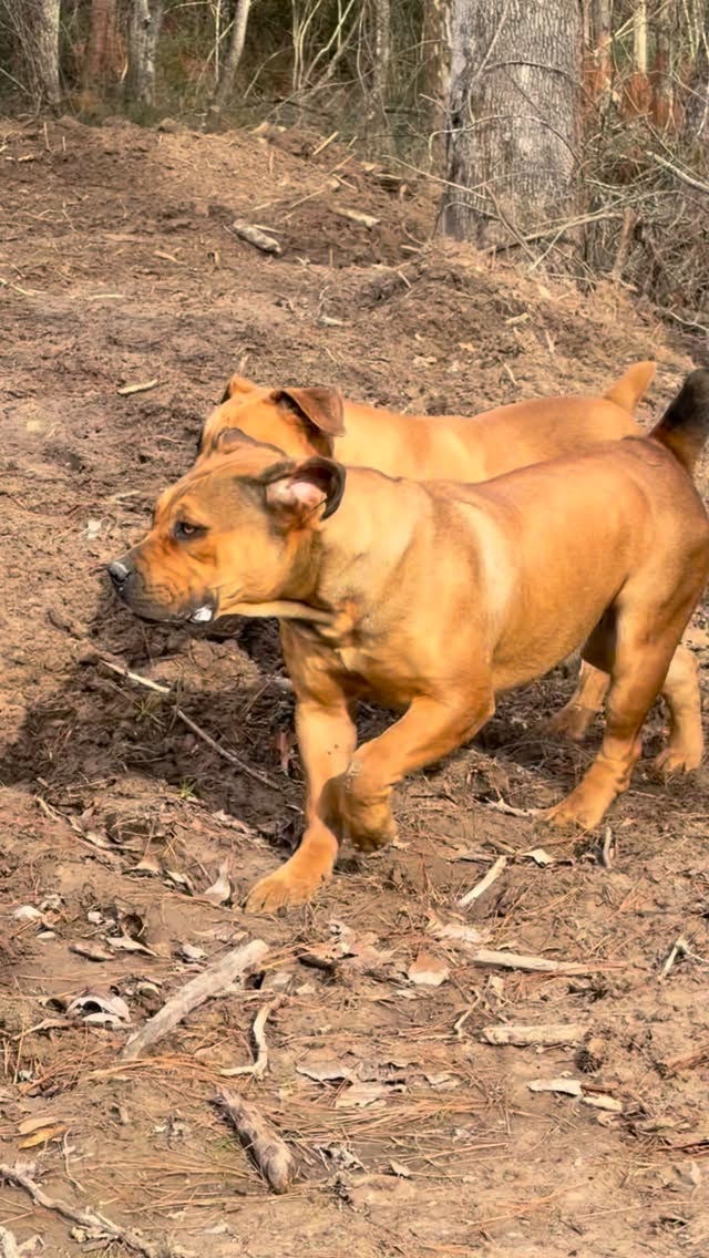 Golden State Ruin & HOT Joon.
These girls are growing into beautiful dogs.
#b