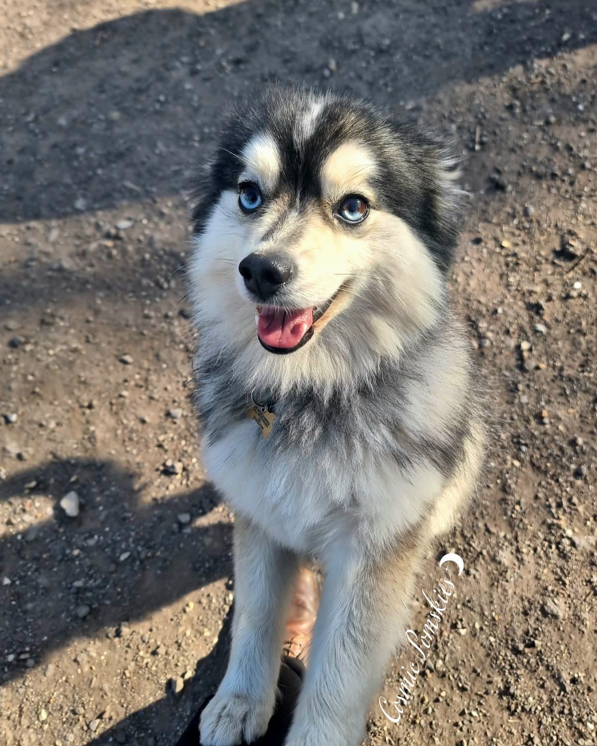 No no… Believe it or not, these are not photoshopped images. These were taken the other week during a “Pomski Party” we hosted. A litter reunion with dog owners converging from all over the country. Such a great idea with such adorable dogs! 🐶🎉🥳 @cosmic_pomskies_uk Thanks for the awesome pics!