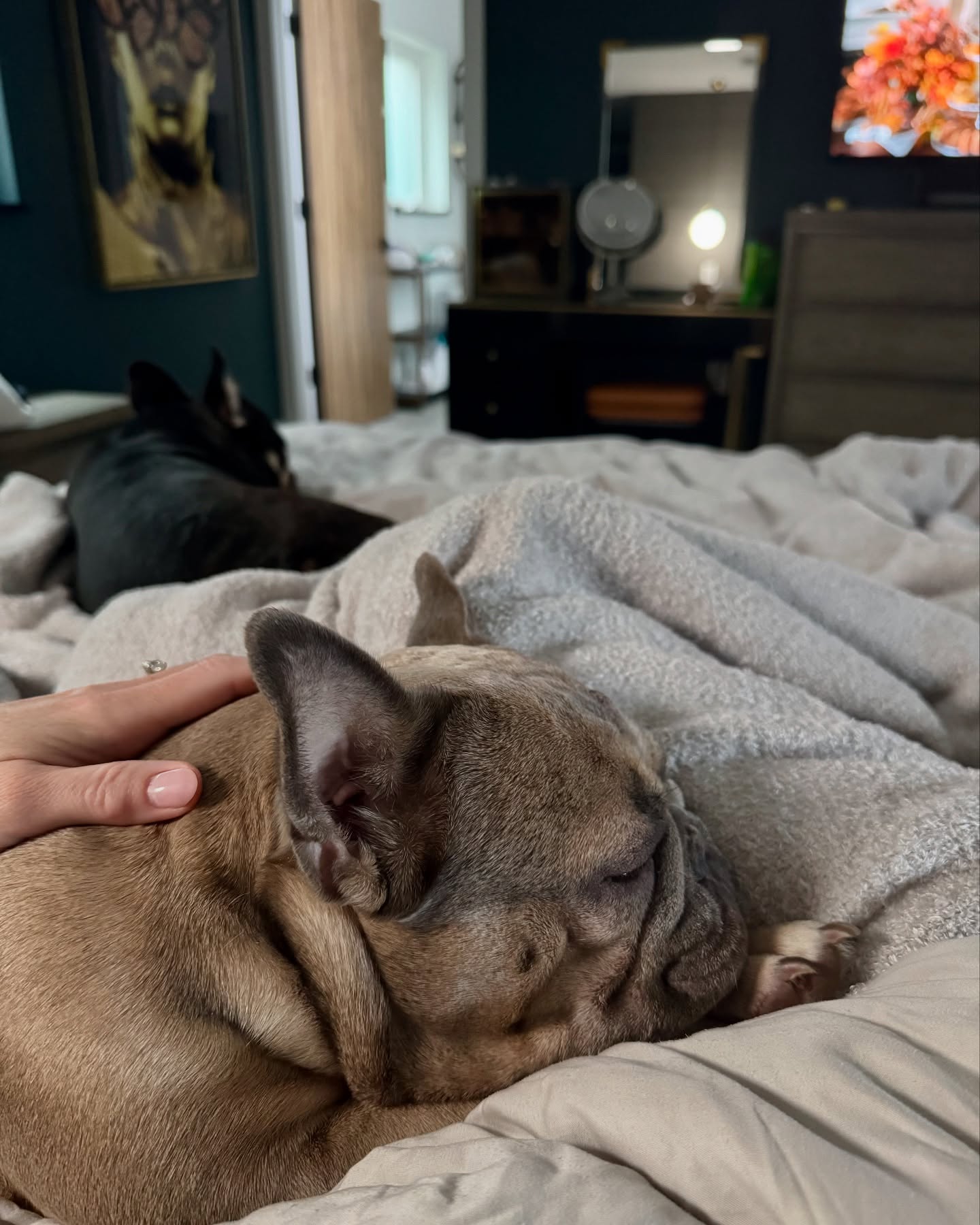 Rainy Sunday mornings snuggling with the fur babies is my favorite kind day 🩶🐶🩶 Can we have repeat Monday morning please? 😁 #frenchie #frenchbulldog #frenchielife #frenchbulldoglife #frenchiesoforlando #sundayz #sundaycitizen #rainysunday