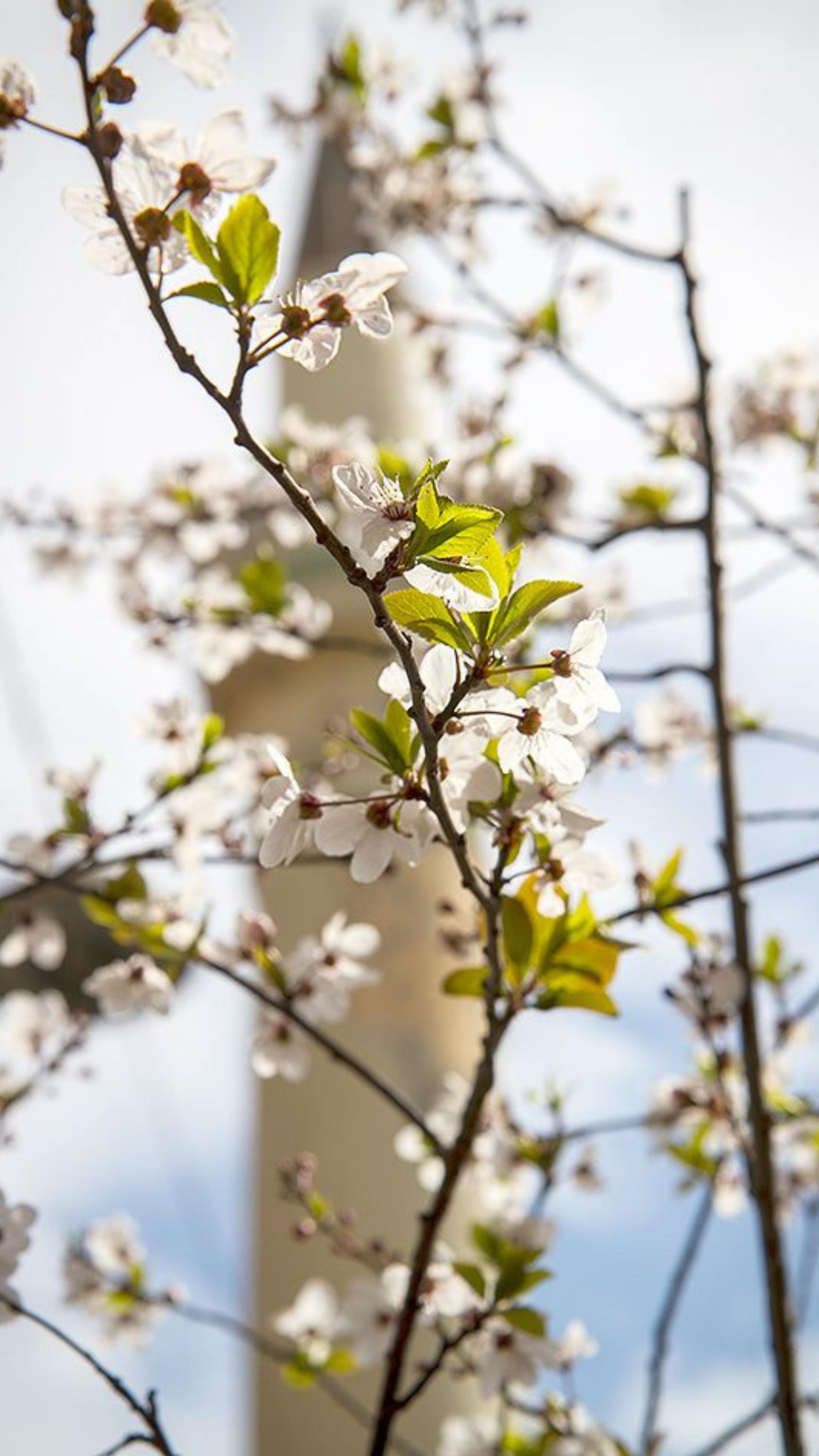 “Istanbul is a city that has a soul; and in spring, that soul blossoms.” – Pierre Loti
As tulips bloom along the Bosphorus and sunlight dances on the water, the city awakens with quiet magic. Spring in Istanbul is not just a season—it’s a feeling.