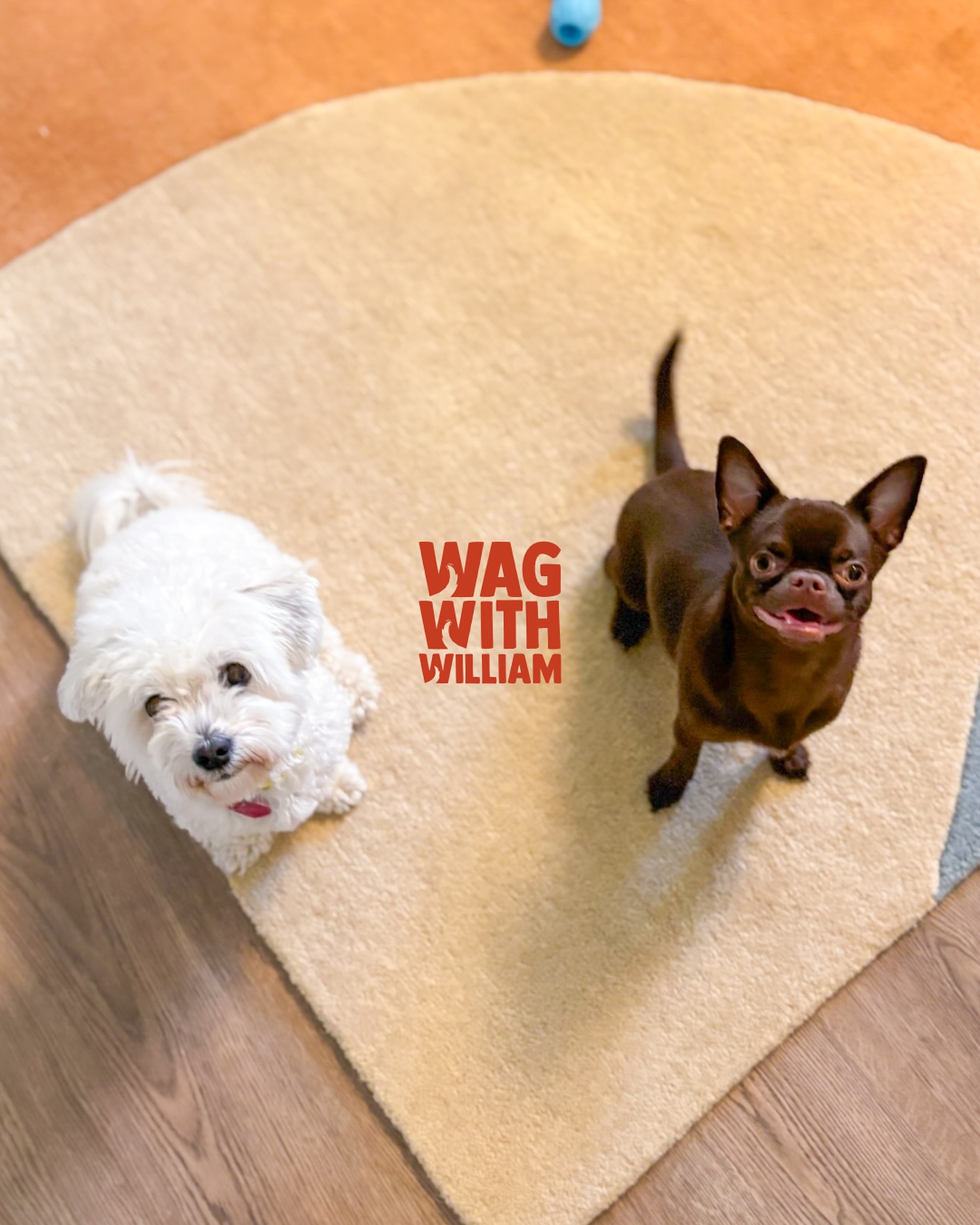 Small dogs. Big love. Endless smiles.๐๐ถ
๐๐ถ #WagWithWilliam ๐พโค๏ธ #FearFreeTraining