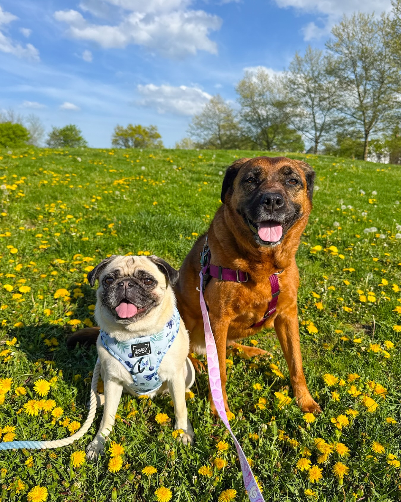 Dog friendships: built on play, trust, and tail wags. ๐ @apugnamedbubbles #WagWithWilliam ๐พโค๏ธ #FearFreeTraining ๐ธ @erinyman