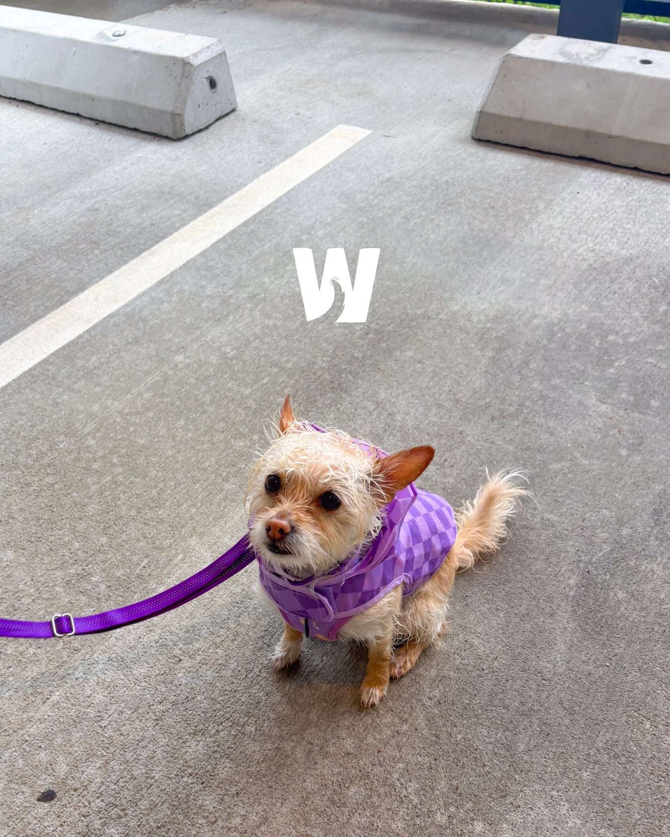 Tiny paws, big friendship.๐พ.๐ถ @thelittlepearlmaid 
#WagWithWilliam ๐พโค๏ธ #FearFreeTraining