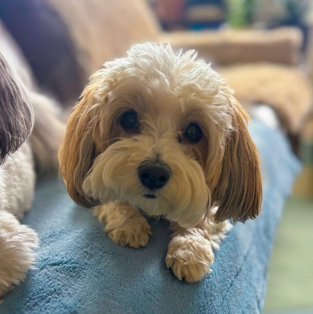 Meet Breezy: proof that smart, sweet, and well-trained is the perfect combo!โ ๐ง ๐พ๐ถ #WagWithWilliam  #FearFreeTraining