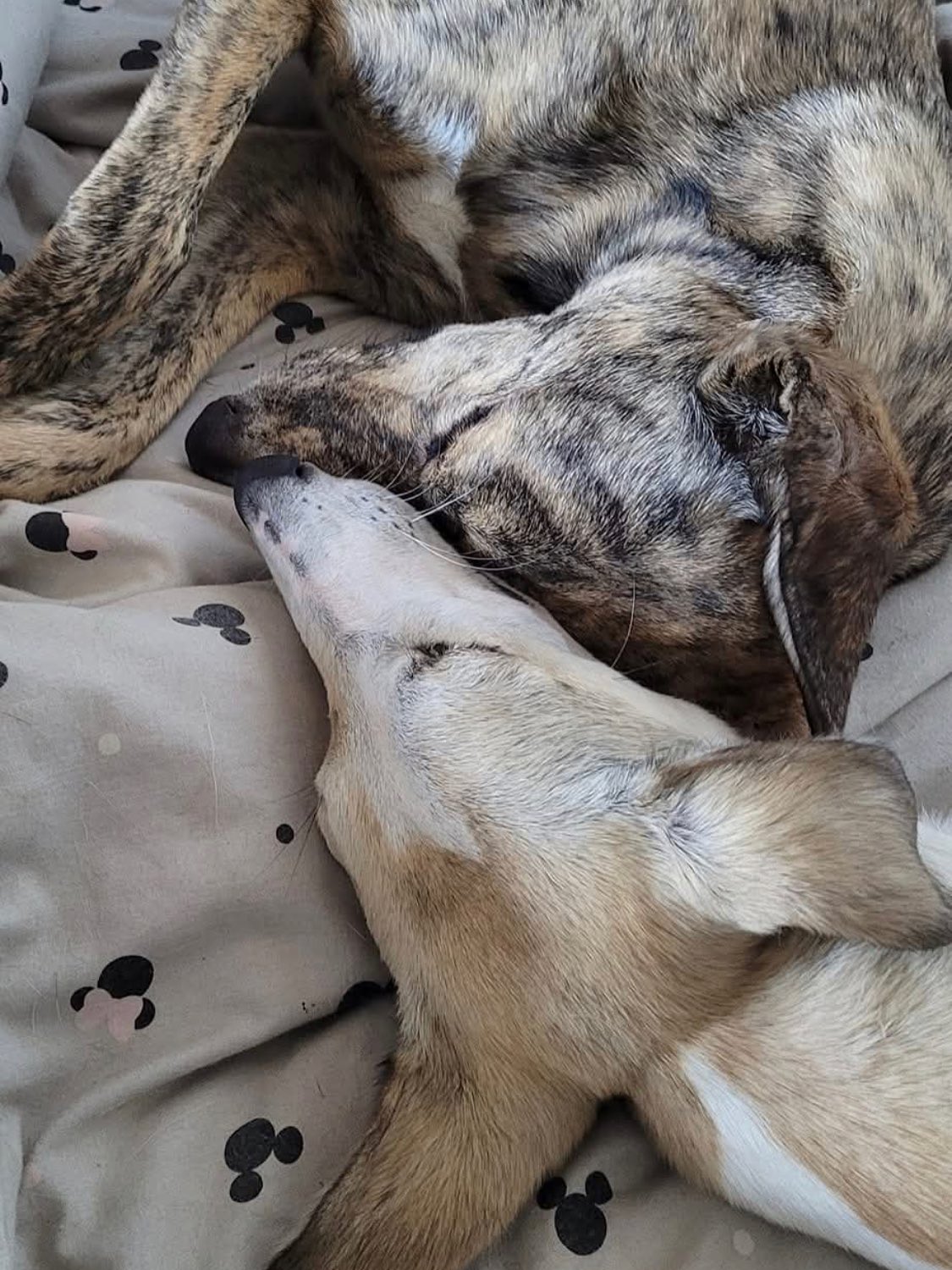 Meet Penny!
Dog Owner’s Name:
Kelly Smith
Dog(s) name:
Penny
Rescue Centre / Form of Rescue:
National animal welfare trust Berkshire @nawtuk
Dog’s age when rescued:
9 months
What your rescue dog(s) was like with to begin with:
Penny was a very shy and quiet with people but she loved my other dog and they were very playful and happy to be with eachother from day one.
What your rescue dog(s) is like now:
I’ve had Penny now two years. She now will wag her tail and be super happy to see me. She has passed her kennel club good citizen bronze award and is a beginner agility dog. She also comes with me to horse shows and loves being a lorry dog.
Any general tips you’d give to anyone thinking about rescuing a dog:
Be realistic with your expectations in the dog. Make sure to do your research into the breed and don’t rush into finding a dog. When they do come home give them lots of time and space to work out there surroundings and your routines.
🐶It isn’t too late to get involved too and share your story. It’s easy to do on our website and takes a couple of minutes. AND everyone who takes part gets a FREE visit to Darling Dogs!