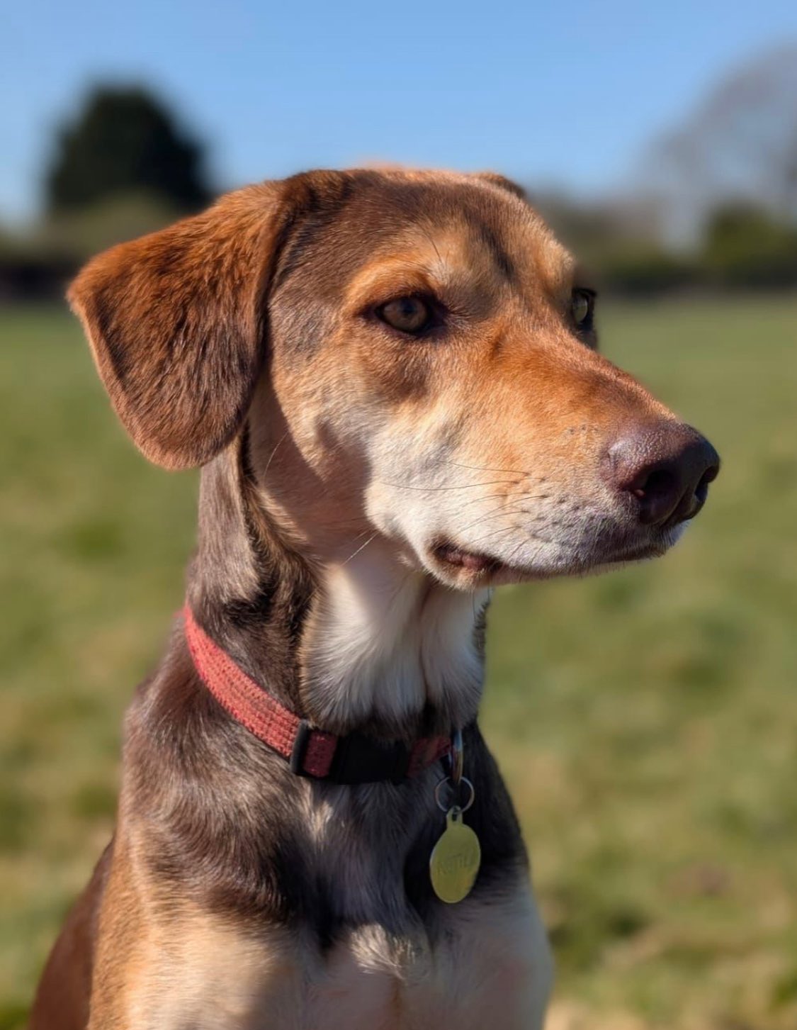 Meet ‘Nettle’! Gorgeous pup!
Dog Owner’s Name:
Karen Cameron-Taylor
Dog(s) name:
Nettle
Rescue Centre / Form of Rescue:
Merlin’s Haven Dog Rescue (Cyprus based) @merlins_haven
Dog’s age when rescued:
Initially a newborn pup who had been abandoned with siblings and was rescued by Merlin’s in Cyprus. At 4 or 5 months old she was brought to the UK where she was fostered and adopted, but then handed back at 16 months old which was when we adopted her.
What your rescue dog(s) was like with to begin with:
She was house trained and knew some basic commands. She had been living with a couple of other dogs and other animals such as cats, on a farm. She was reactive to other dogs and men, particularly if they were wearing dark ‘workmen-like’ clothes and boots. She was calm and friendly with us (me, and my adult daughter) and travelled well in the car when we went to pick her up. She hadn’t done much walking out on a lead.
She was off her food for a few days at first, but settled well at night and slept through. We felt so lucky as we’d been trying for a dog for months and kept waiting for the trouble to start!!
What your rescue dog(s) is like now:
She is a joy! Still a little wary of strangers, but lets herself be reassured. She doesn’t bark quite so much at other dogs, and still needs work on walking without pulling when on the lead. She’s funny, and so loving, liking nothing better than to be curled up in between us on the sofa, or at the end of daughter’s bed.
Any general tips you’d give to anyone thinking about rescuing a dog:
Do lots of research into the organisation and find out as much as you can about the dog’s background.
And go for it!
🐶It isn’t too late to get involved too and share your story. It’s easy to do on our website and takes a couple of minutes. AND everyone who takes part gets a FREE visit to Darling Dogs!