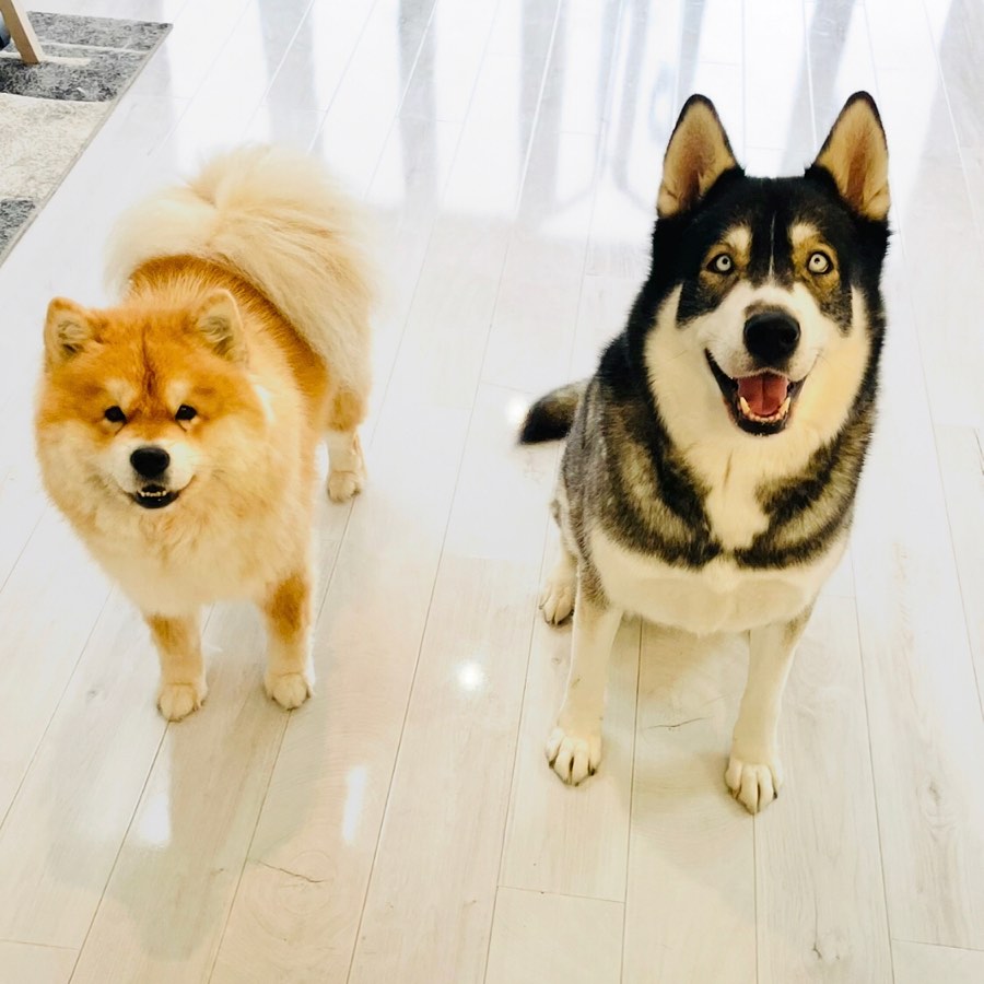 PART 2
What your rescue dog(s) is like now:
Bella Bear is a completely different dog to when we first met. It’s taken a long 3 years co there to realise that people aren’t the enemy. Through the patience of myself, my children and Bruno Bear, she is nothing short of being a light in our world. We thought we were saving her but she became our saviour. She now greets people, loves being stroked and my favourite part is when we are out walking and she decides to have zoomies on the lead, I literally hold on for dear life! When she’s running around feels, looking like something out of Bambi, she looks and feels like the true definition of what happiness looks like. I will forever be grateful to Hungary Hearts for saving her life and bringing so much happiness into ours.
Any general tips you’d give to anyone thinking about rescuing a dog:
Patience and lots of it. Don’t try to train, expect that it can take years to see small improvements but when they do come, the immense proudness is completely overwhelming and filled with so much joy.