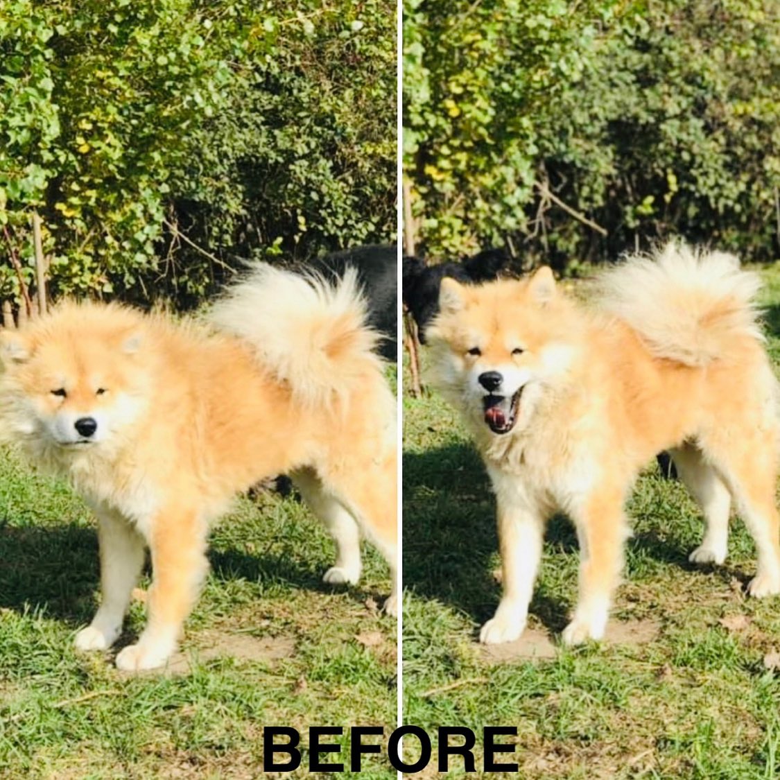 PART 1 Meet Bella Bear. So inspiring to see the ‘before’ and ‘after’ pics showing such a drastic, rewarding and positive change over time.
Dog(s) name:
Bella Bear
Rescue Centre / Form of Rescue:
@hungaryheartsdogrescue
Dog’s age when rescued:
5 years
What your rescue dog(s) was like with to begin with:
Bella had been rescued from Hungary. She’d been a street dog for a full 5 years and was placed in a kill shelter. When she arrived over in the UK on the “Happy Bus”, she was the last one to come off. She was scared, timid and had her tail down, who could blame her, for the life she’d endured had been nothing short of cruel. I made introductions to my husky Bruno Bear outside of our home, he has been Bella’s greatest teacher and they instantly clicked. When taking her home, she’d never been on lead and struggled to be inside a house so I left the doors to the back garden open for her so she could feel more safe. When it came to feeding, she would take bites and then run out into the garden with her food, slowly realising that her food wasn’t going anywhere and it would be a consistent supply. When it came to affection, I would let her come to me, I always stroked her under her chin so she didn’t feel threatened by my interaction. Her nature is completely pure and kind but had zero faith in people and their intentions.