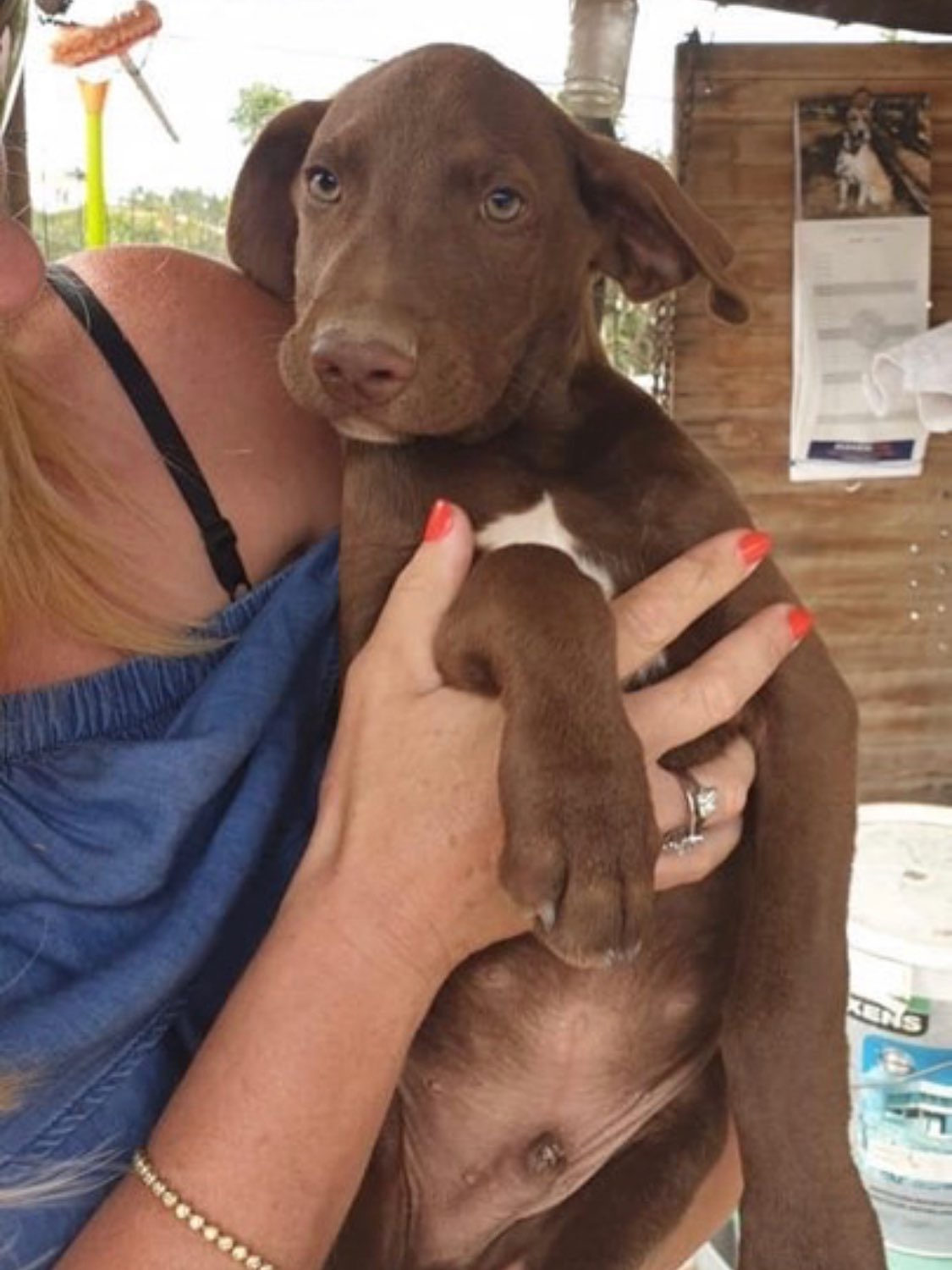 Meet Barney & Fred!
Dog Owner’s Name:
Carole & Craig Garrod
Dog(s) name:
Barney - Saluki and Fred - Lab Pointer
Rescue Centre / Form of Rescue:
Barney from Battersea Windsor @battersea and Fred from a kill-shelter in Portugal
Dog’s age when rescued:
Around 9 months
What your rescue dog(s) was like with to begin with:
Barney was a pleaser. Very quiet and the day we got him, he refused to walk our way, so about face we went. As the days and weeks went on, and with Fred giving him some confidence, he improved but always had that wistful look. We were told by Battersea there was no chase instinct which is why re-homed by travellers.
Fred, clearly had a traumatic crossing from Portugal. So very shy, didn’t want to come in the house, drooled and panted constantly especially when a car journey was on the cards (we had vomit for weeks in the car), and wore a nervous dog collar. Had never lived in a house and everything was about survival for him and being so very scared of everything.
What your rescue dog(s) is like now:
Barney - a ball chasing, paddock loving, aloof and “on my own terms” Saluki. He smiles, he chats, he shows affection when he wants to. My husband is clearly his human.
Fred - affectionately called little brown terror, waga-muffin, bunny chaser (and bunny poop eater) and my absolute soul dog. The only thing he is afraid of now, is missing out on an adventure!
Any general tips you’d give to anyone thinking about rescuing a dog:
My tips - give them time.
It is so true the 3’s approach. It took months for Barney to feel secure enough to show his cheeky and mischievous nature. Go at their pace and read the body language. Think how overwhelming the world and everything is - they don’t know that you will keep them safe with all the new things, until you show them and they experience it for themselves.
🐶It isn’t too late to get involved too and share your story. It’s easy to do on our website and takes a couple of minutes. AND everyone who takes part gets a FREE visit to Darling Dogs!