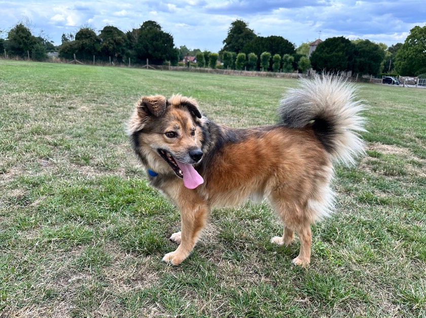 Such a cutie! Meet Sol! Dogs just know sometimes when we need some support.
Dog Owner’s Name:
Michelle Biggs
Dog(s) name:
Sol
Rescue Centre / Form of Rescue:
Rescued from Bulgaria via Bulgarian Dog Rescue
Dog’s age when rescued:
18 months
What your rescue dog(s) was like with to begin with:
Sol was quiet, unsure of us but was desperate for love. He definitely followed the rule of three. It took three days to settle, three weeks for him to find his voice and three month for him to show his true self.
What your rescue dog(s) is like now:
He is chilled and so well behaved. He loves bum scratches, long walks, digging in the garden and going to the dog park. He ‘talks’ to me and is always nearby.
He’s been my rock over the last year, never leaving my side while I went through chemotherapy, sleeping next to me, keeping watch over me.
He’s now learning to play since we added an assistance dog in training to the family.
Any general tips you’d give to anyone thinking about rescuing a dog:
Remember the rule of three. Give them three days to settle - provide a safe place for them to retreat to and give them space to come to you.