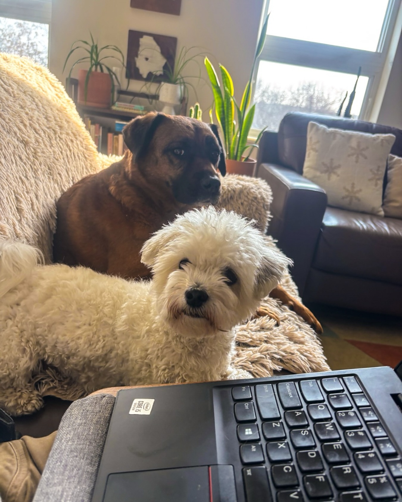 Meetings flow smoother when good behaviors do too ๐พ๐ Positive reinforcement wins every time! #WagWithWilliam #FearFreeTraining