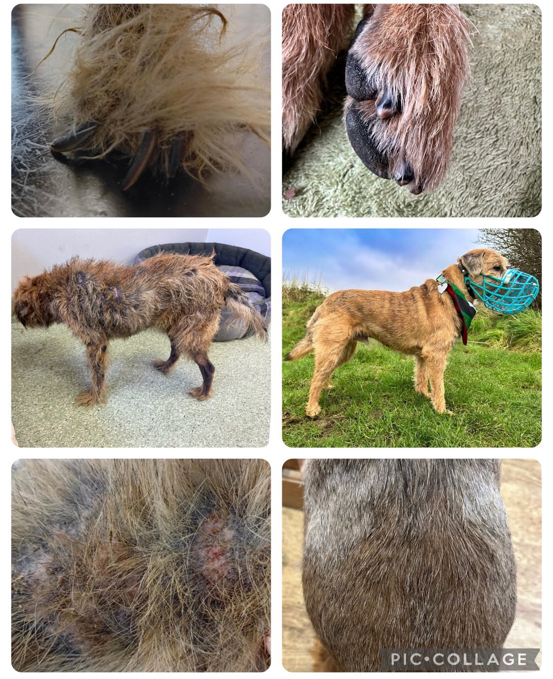 Upsetting images but great to see a happy ending! Meet Walter.
Dog Owner’s Name:
Zeffrienne
Dog(s) name:
Walter
Rescue Centre / Form of Rescue:
@jspcaanimalsshelter
Dog’s age when rescued:
9 years old
What your rescue dog(s) was like with to begin with:
He had covered in sores/skin infection, mostly bald oozing skin, infected ears, blind, mouth infection, tumors, reactive, extremely weak- couldn’t walk up or down stairs/couldn’t stand up from a sit, emaciated, very empty- he was not there mentally at all there was just nothing and very slow/ could get stuck easily even just trying to walk through a door
What your rescue dog(s) is like now:
Amazing, he’s so friendly with people and other dogs- even became a therapy dog, all tumors removed and teeth removed/ treated, fur has grown back (mostly except some areas where the skin was too bad like where his collar was digging into his neck), ear canals removed and is currently traveled to the uk (from the Channel Islands) for eye surgery to try give him some sight back, he does agility (not well but he participates 😂), learning tricks- slowly, very slowly, off lead, fit walking 10-15 miles per day, loves attention, loves rolling in rocks so we’ve made him a rock pool in the garden to roll in, he’s so sweet and is definitely super greedy and spends hours sitting by the treat jar crying waiting for someone to give him one.
Any general tips you’d give to anyone thinking about rescuing a dog:
Take time to meet the animals and speak with the rescue and find one that will best fit you and your lifestyle. Spending a bit of time getting to know the animals and letting the rescue get to know you will help make everything much smoother and easier for both you and your new family member. I foster animals regularly and I always make sure I do my best to match them to the best fit, sometimes it’s not that a home isn’t suitable for any animal but just the one animal in particular and they would be better off with a different personality.