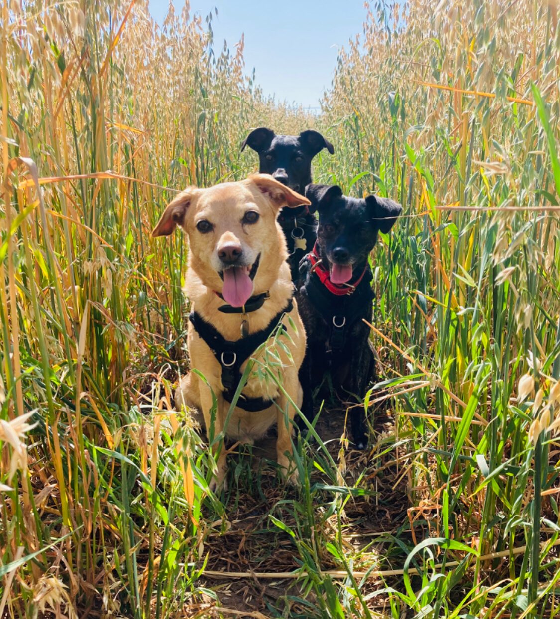 What a trio! Meet Neo, Apollo and Flora!
Dog Owner’s Name:
Harriet Tice
Dog(s) name:
Neo, Apollo and Flora
Rescue Centre / Form of Rescue:
Dali D.O.G Cyprus
Dog’s age when rescued:
5 months, 5 months and 3 months
What your rescue dog(s) was like with to begin with:
Neo and Apollo were both adopted at 5 months old. They were dumped in a box outside the pound in Dali, Cyprus. There were 7 siblings, 6 boys and 1 girl. Apollo loves people from day one but Neo was very nervous and took a while to settle. Flora was found in a
hedge in the countryside in Cyprus by a tourist at a few days old, no parents or siblings to be found. She was very young when she flew to the UK and found the flight and road transport quite frightening.
What your rescue dog(s) is like now:
Apollo continues to love everyone and everything, as does Flora. Neo loves being at home but continues to be quite fearful of people or situations he doesn’t know.
Any general tips you’d give to anyone thinking about rescuing a dog:
With time and patience it is an unbelievably rewarding experience and you won’t regret it. Rescue dogs are the best!