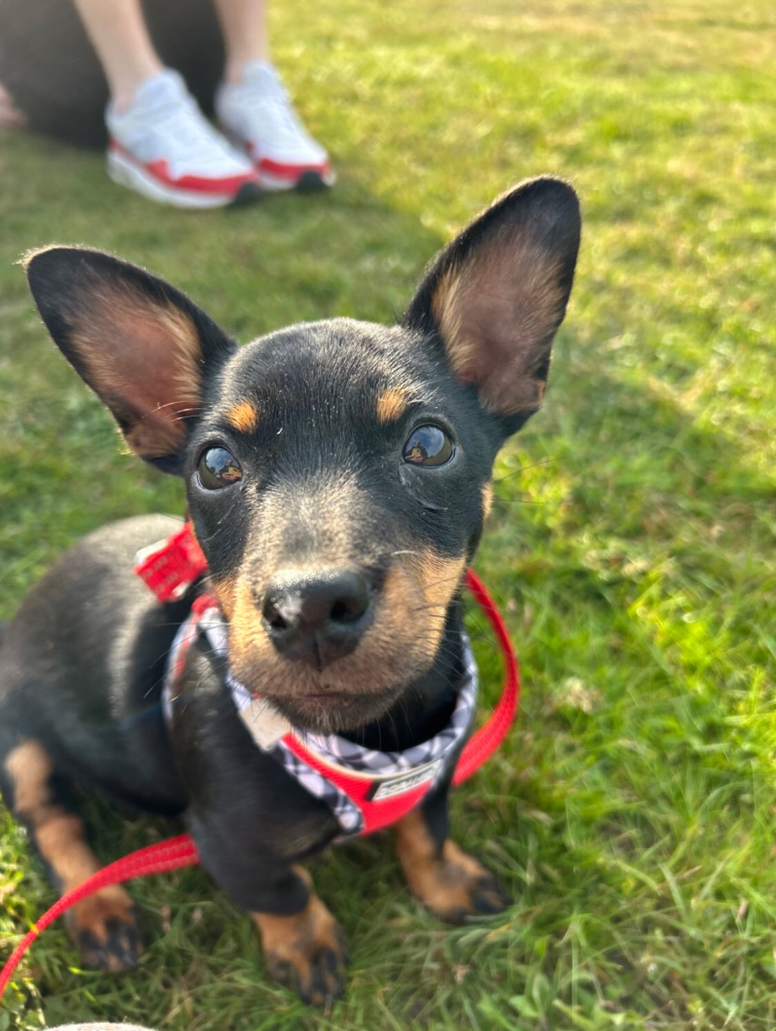 Look at that face! Meet Rocket!
Dog Owner’s Name:
Rachel Peters
Dog(s) name:
Rocket
Rescue Centre / Form of Rescue:
@dogstrust_newbury
Dog’s age when rescued:
9 weeks
What your rescue dog(s) was like with to begin with:
Very affectionate and well trained despite the difficult circumstances of his rescue. Good around other dogs, loved lap cuddles and sunbathing
What your rescue dog(s) is like now:
Still very affectionate, loves cuddles, humans and other dogs. Loves chilling in the sun and treats
Any general tips you’d give to anyone thinking about rescuing a dog:
So many dogs to be rehomed. I’d always suggest seeking out a rescue pup rather than from a breeder.
Make sure tot know what size and type of dog would fit your lifestyle and then register for dogs that meet that criteria.