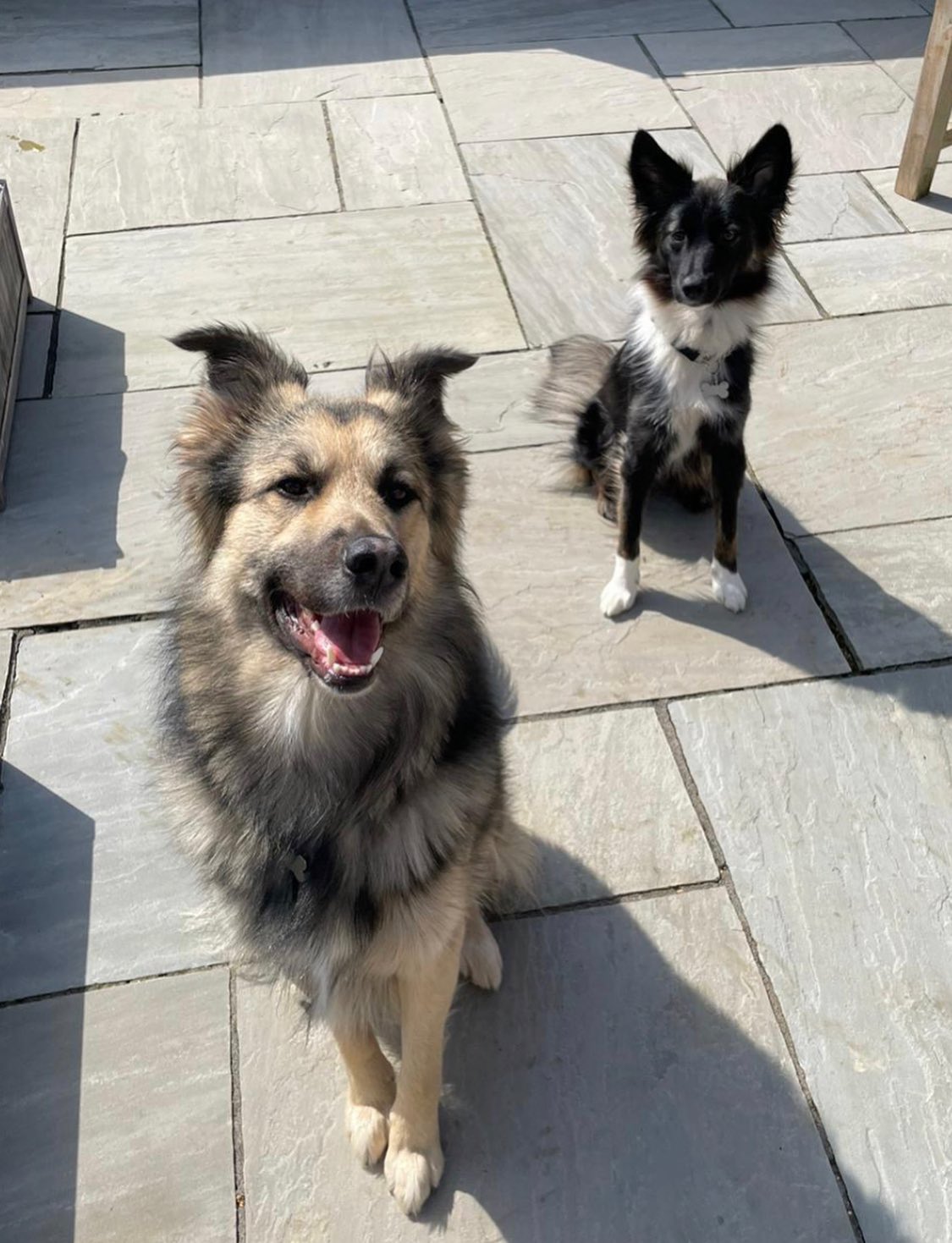 Such cute pupps! Meet Max and Athena!
Dog Owner’s Name:
Becky Salmon
Dog(s) name:
Max and Athena
Rescue Centre / Form of Rescue:
Romanian Dog Charity
Rescue Organisation’s
Dog’s age when rescued:
Max was 12 weeks and Athena was 6 months.
What your rescue dog(s) was like with to begin with:
Max was very small and didn’t like to be on his own. Athena was very scared of men in particular and cries and barks when on her own.
What your rescue dog(s) is like now:
Max is a big softie, he is very protective and doesn’t like other dogs but would protect his family. Athena is still scared of men and people coming into the house but has the biggest heart and loves her closest family. They both love each other and are super close. We would never be able to separate them.
Any general tips you’d give to anyone thinking about rescuing a dog:
They take time, effort and a lot of patience. But are the most rewarding.