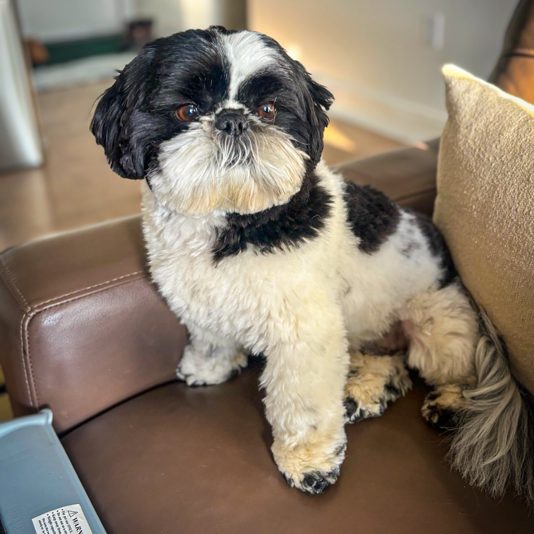 A cozy corner + a tiny friend = pure joy. ๐๏ธ๐กโค๏ธ๐ถ #WagWithWilliam #FearFreeTraining