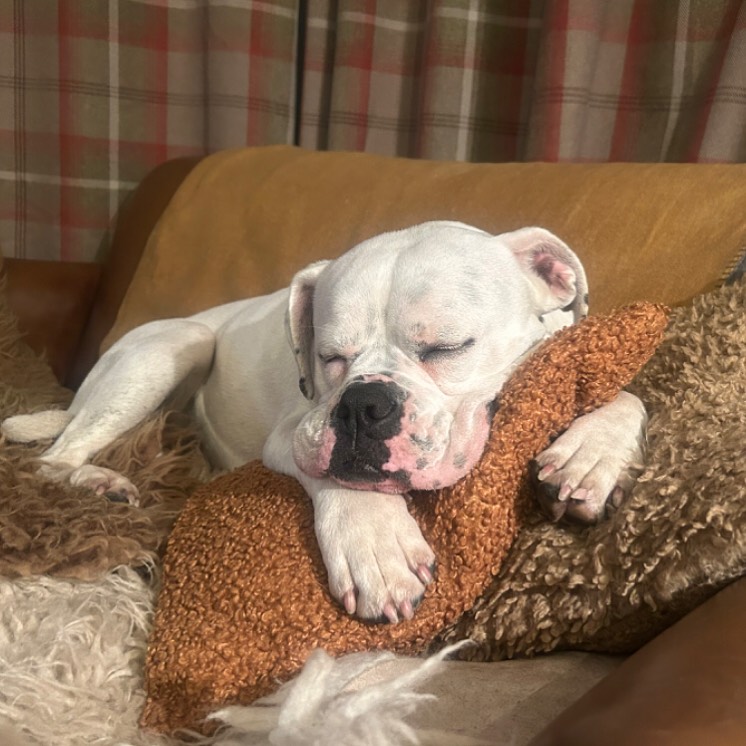 Meet snoozing Bonnie!
Dog Owner’s Name:
Jenny
Dog(s) name:
Bonnie
Rescue Centre / Form of Rescue:
@dogstrust_newbury
Dog’s age when rescued:
1 year
What your rescue dog(s) was like with to begin with:
She had been very ill when handed into Dogs Trust care. Over a period of 4 months with numerous vet visits, the rehoming centre got to the bottom of her illness, and we took her home
What your rescue dog(s) is like now:
Healthy, lively, very affectionate and lots of fun
Any general tips you’d give to anyone thinking about rescuing a dog:
Do it. Adopt don’t shop!!!
There is always back up (from the rescue centre) when you rescue.