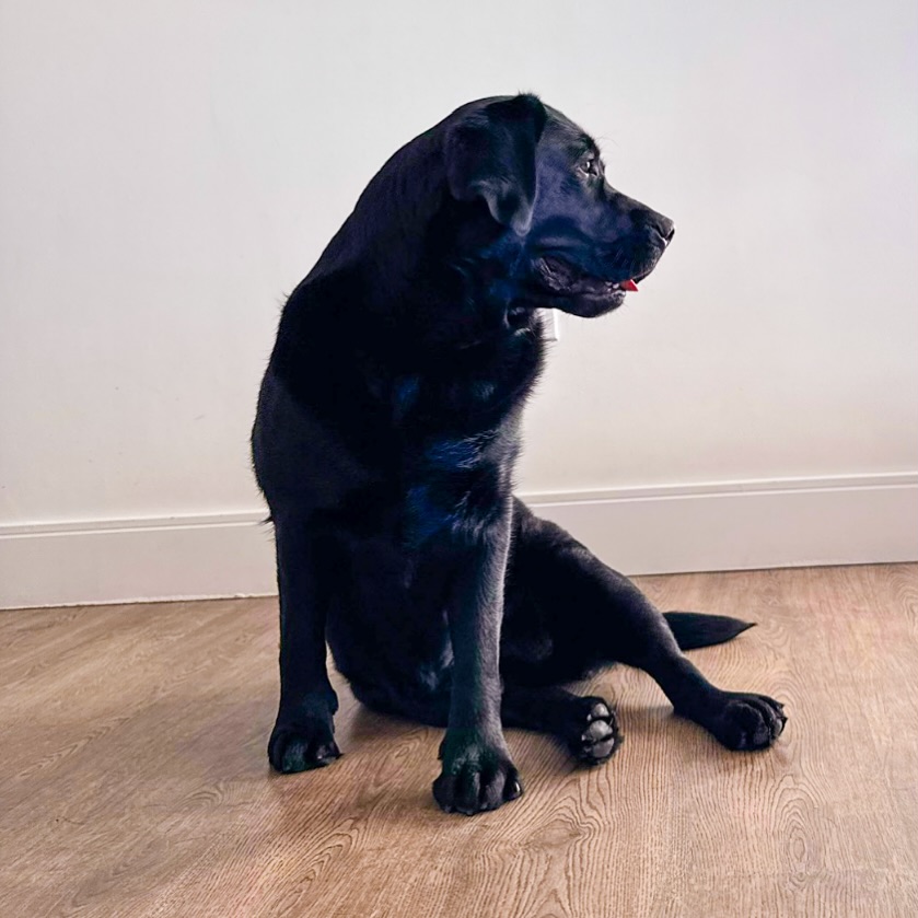 A simple โSitโ today, a well-behaved bestie tomorrow. ๐ถ๐๐พ #WagWithWilliam #FearFreeTraining #PositiveReinforcement