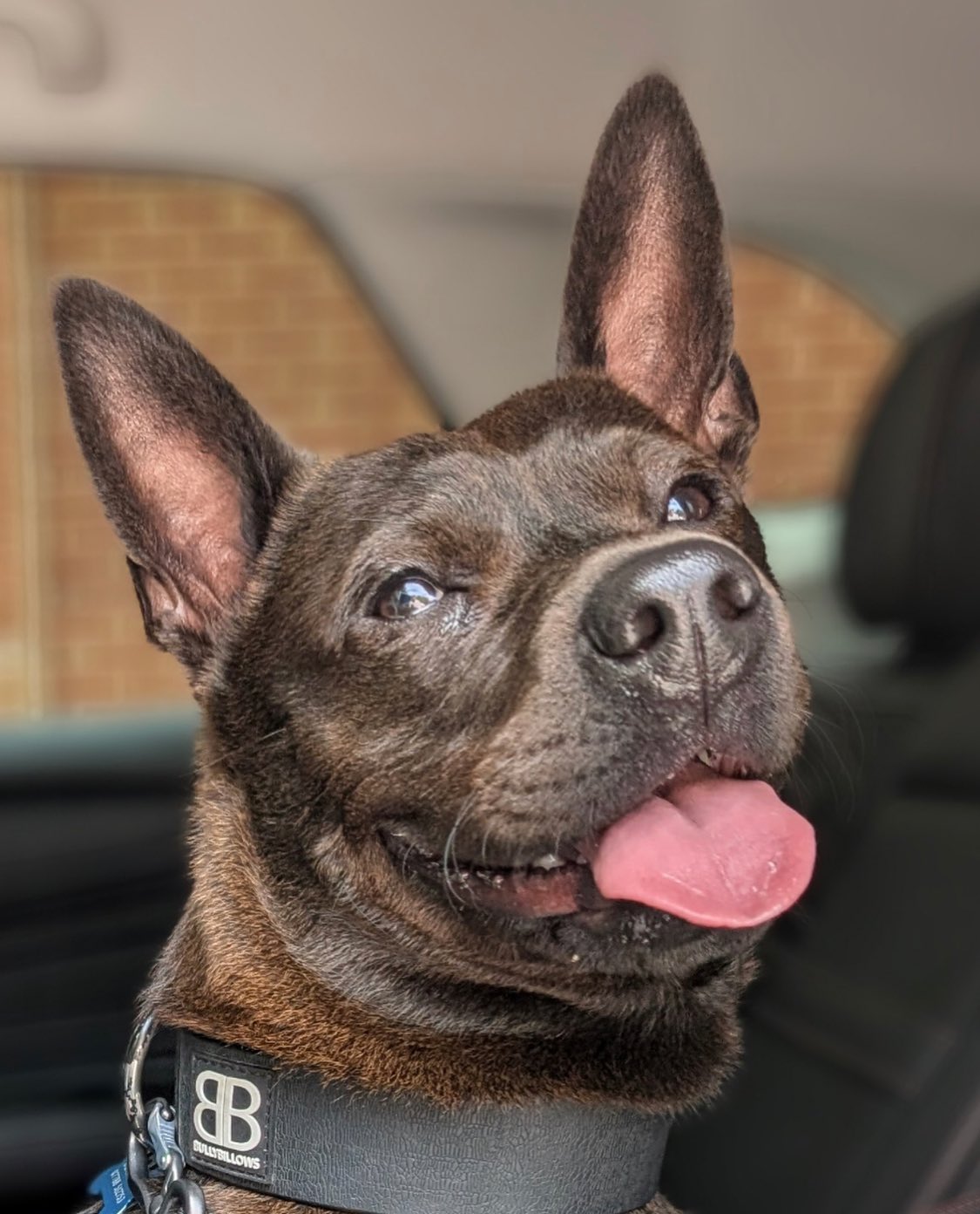 Meet Koru! What a great name!
Dog Owner’s Name:
Amy
Dog(s) name:
Koru
Rescue Centre / Form of Rescue:
@manytearsrescue
Dog’s age when rescued:
9weeks
What your rescue dog(s) was like with to begin with:
Very quiet, scared, timid, and cuddly, always needed to be held, or cuddled, and did not like to be alone at all. 2kg, and as small as the palm of my hand.
What your rescue dog(s) is like now:
The kindest, funniest and fun loving young man. He loves to walk, play, be around others, play with his best friend (one of our rescue cats who also comes on walks with us). He reduces anxiety for the whole family, but in particular my son with Autism and Learning disabilities. He is now going through training as an assistance dog as he is so placid and calm, whilst creating a safe space for all around.
He loves to be involved, and join in, but will happily also stay in bed (under the duvet, with a cuddly toy and head on a pillow). He just loves to be around people, and learn, and enjoys training sessions, and using his mind.
He was absolutely the piece to this family that we didn’t know we were missing. He’s my best friend and companion.
Any general tips you’d give to anyone thinking about rescuing a dog:
Have time, patience and a lot of love. Do not try to rush them, and try to empathise with how they may be feeling and experiencing life.