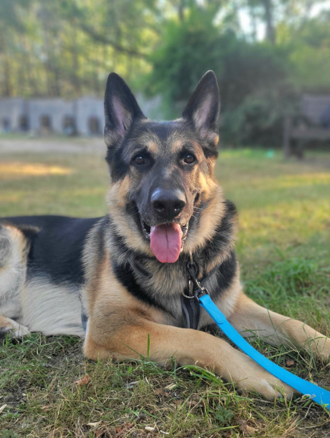 Such a handsome boy! Meet Duke 🤴!
Dog Owner’s Name:
Stuart and Megan
Dog(s) name:
Duke
Rescue Centre / Form of Rescue:
@germanshepherdrescueelite
Dog’s age when rescued:
3yrs 11mths
What your rescue dog(s) was like with to begin with:
We adopted our boy at the end of March this year, and he just wanted to be loved. Outside the home he was very overstimulated and nervous reactive to other dogs - it became clear that he didn’t get the socialising and work needed since being a puppy, and we were determined to help him with this.
What your rescue dog(s) is like now:
In the last 5 and a half months, we have worked continuously with our boy at he has really cemented himself as part of our family, he has really come out of his shell. Duke is incredibly affectionate, goofy, mischievous (hide the socks!), and is still learning how to cope/adjust to dogs - he is making so much progress at group classes and is learning how to make friends with other dogs.
Any general tips you’d give to anyone thinking about rescuing a dog:
To be able to help a dog in need, to give them a loving home and encouraging them to flourish is SO rewarding and also makes your heart feel full. When you adopt a dog with baggage and trauma it can sometimes feel overwhelming on tough days - but in the right home and with the right family, the continued work, training, devotion and support pays off. To see Duke come so far and grow in such a short time, and be with a family that adores him, means everything. We have more and more good days, and are determined to keep going!